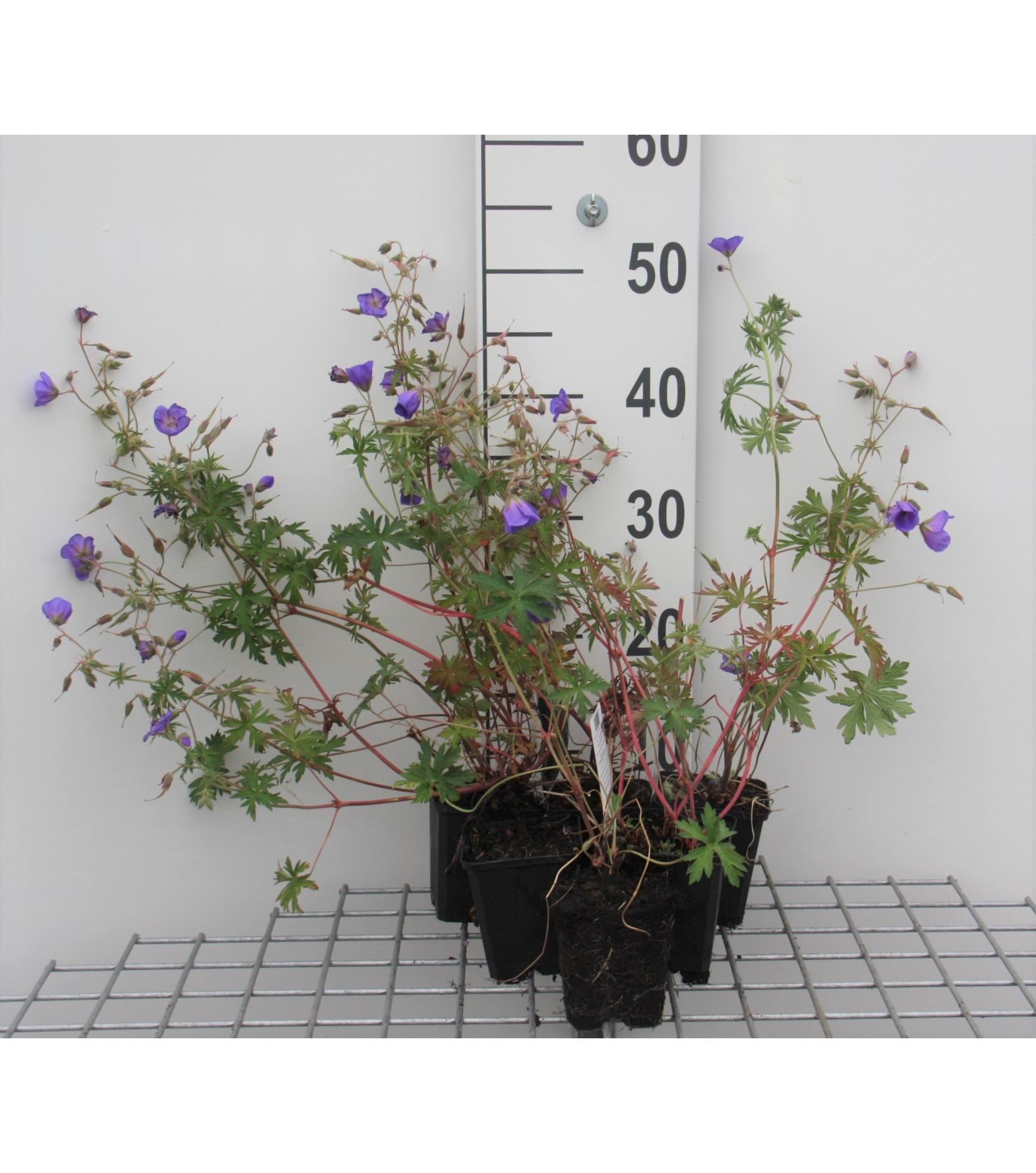 Geranium'Brookside'- pot 9x9 cm afbeelding