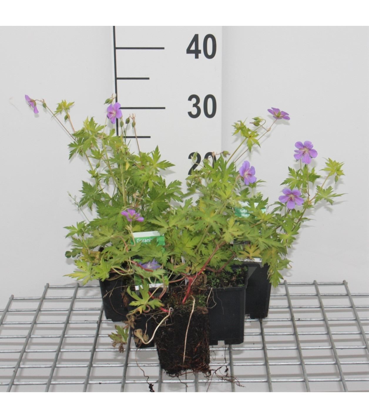 Geranium'Blogold'(Blue Sunrise) - pot 9x9 cm afbeelding