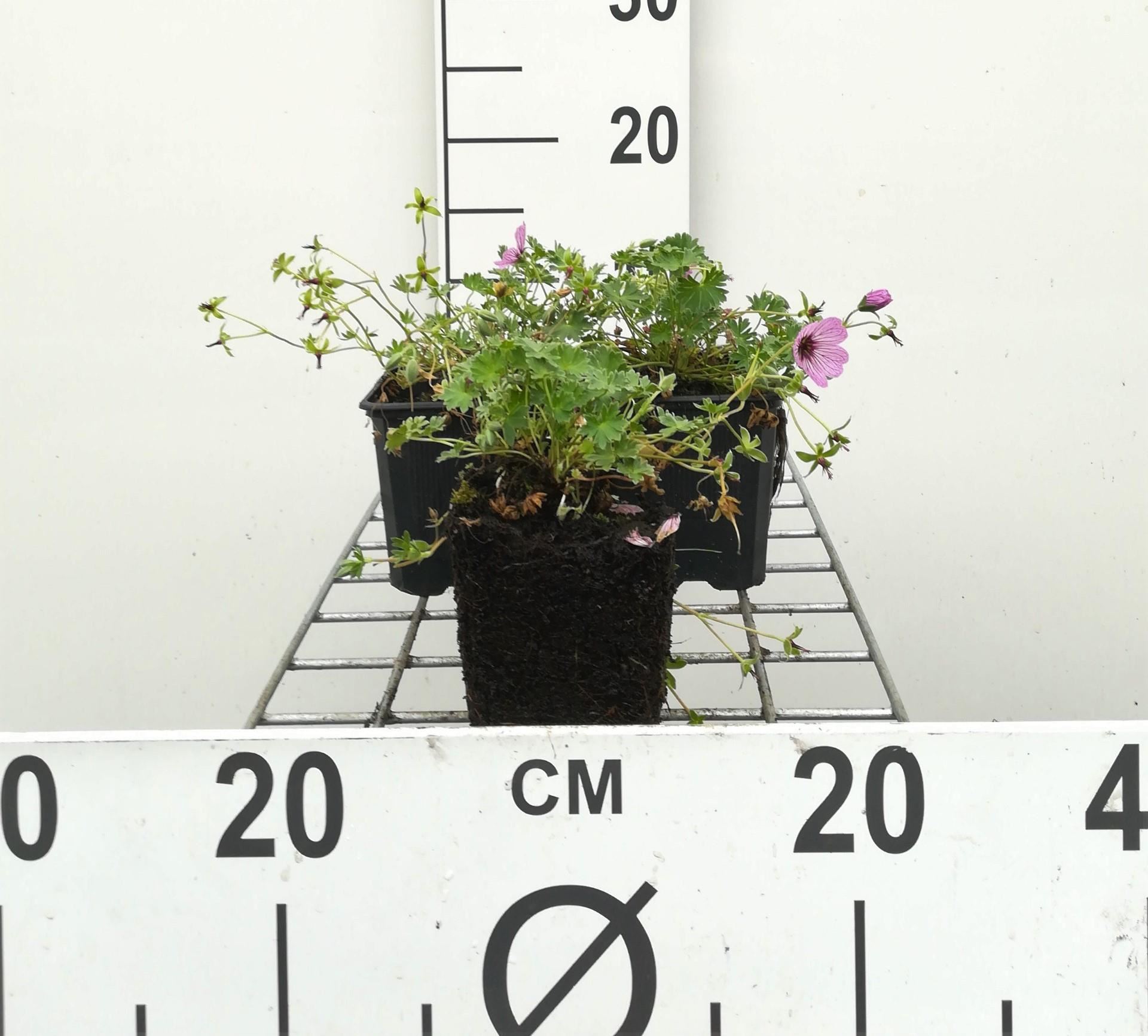 Geranium cinereum'Ballerina'- pot 9x9 cm afbeelding
