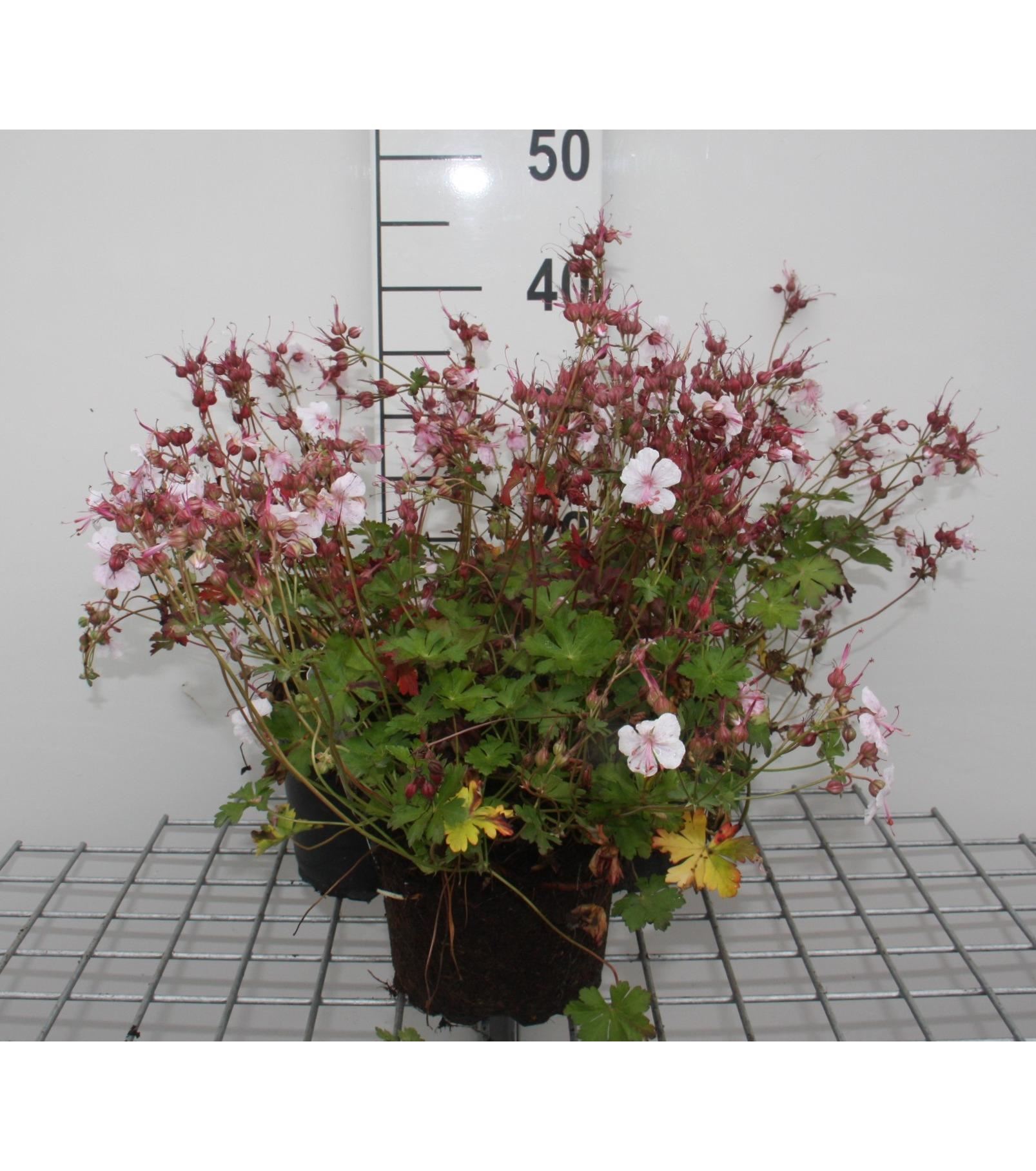 Geranium x cantabrigiense'Biokovo'- pot 2L afbeelding