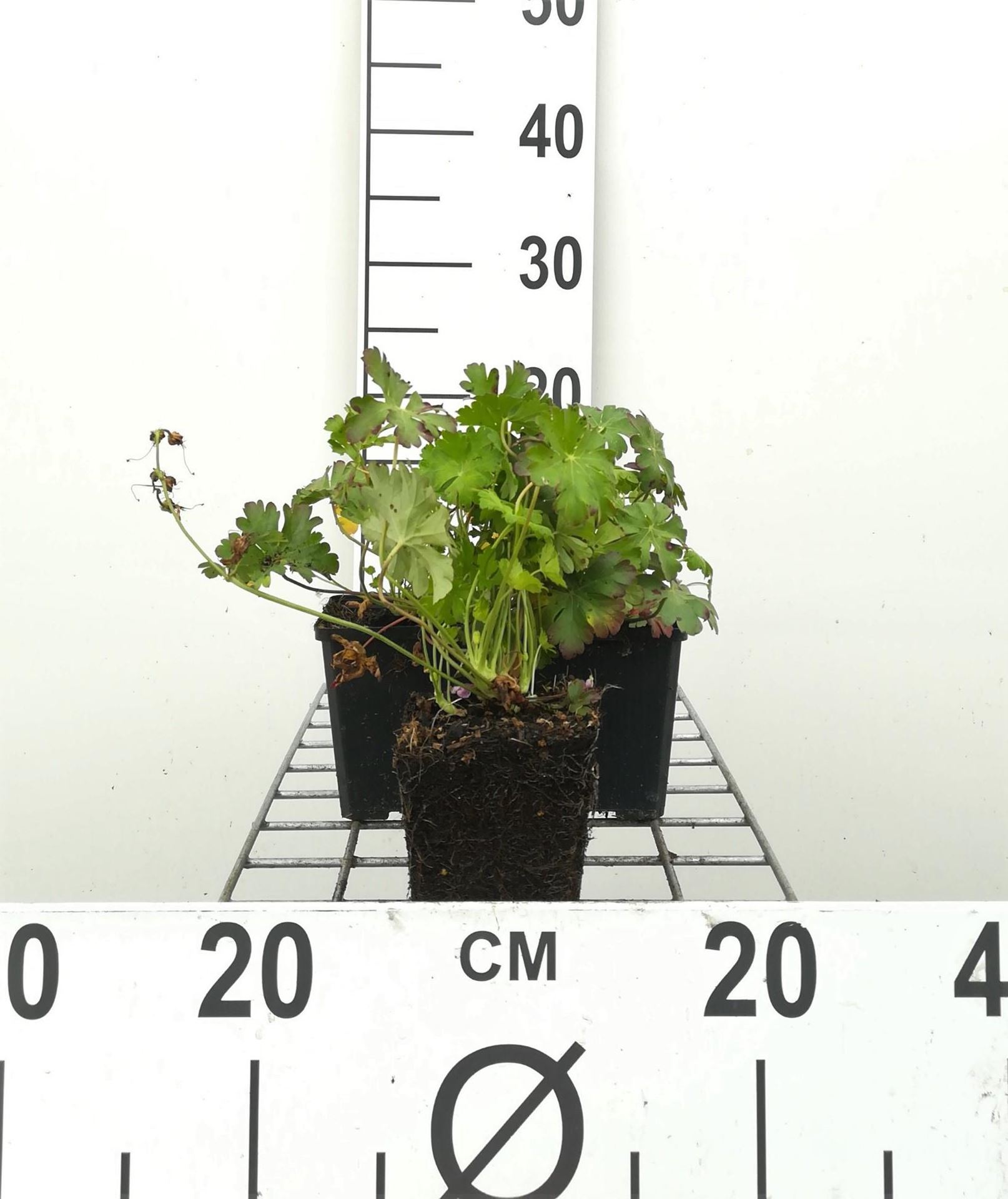 Geranium x cantabrigiense'Biokovo'- pot 9x9 cm afbeelding