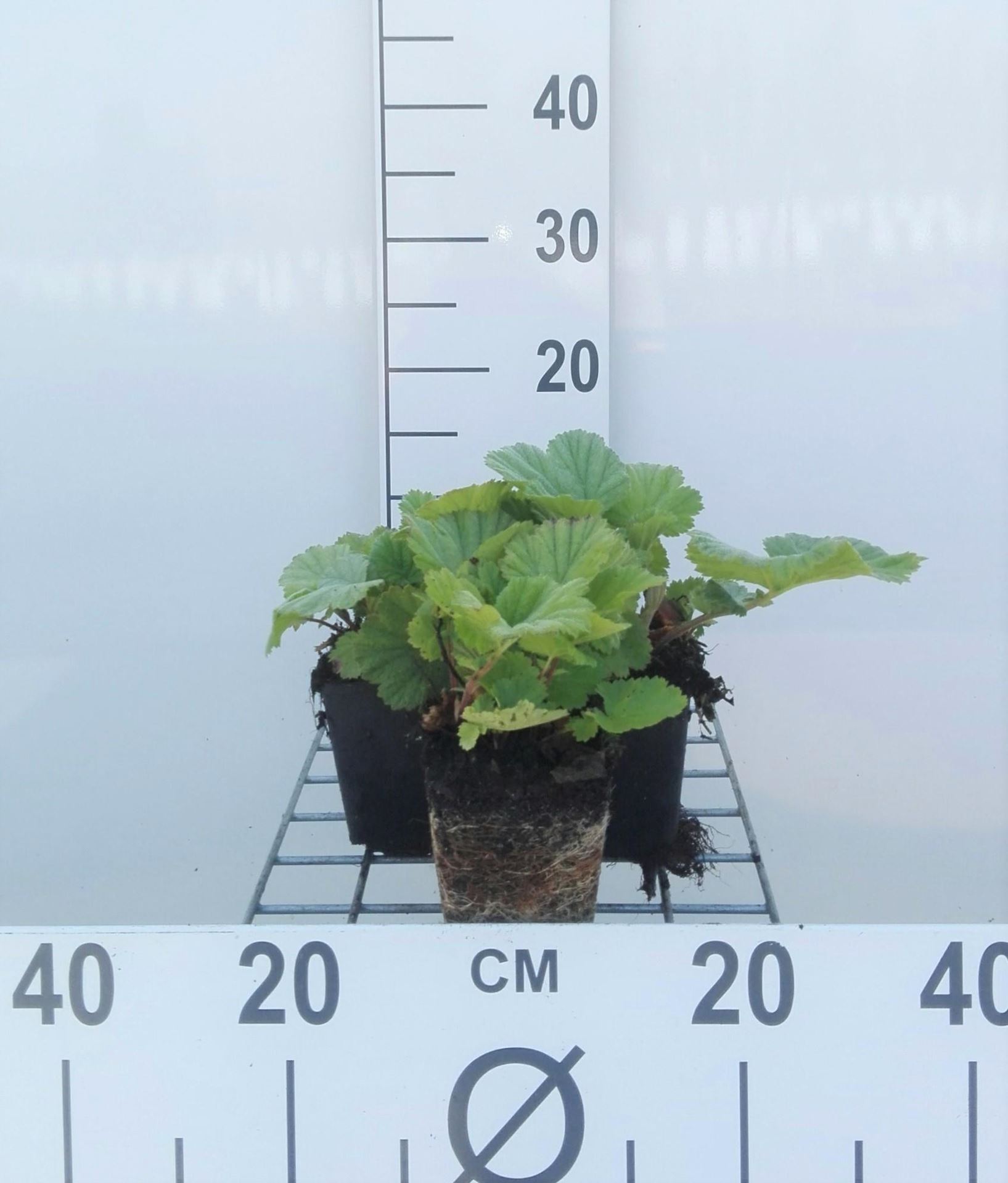 Geum coccineum'Borisii'- pot 9x9 cm afbeelding