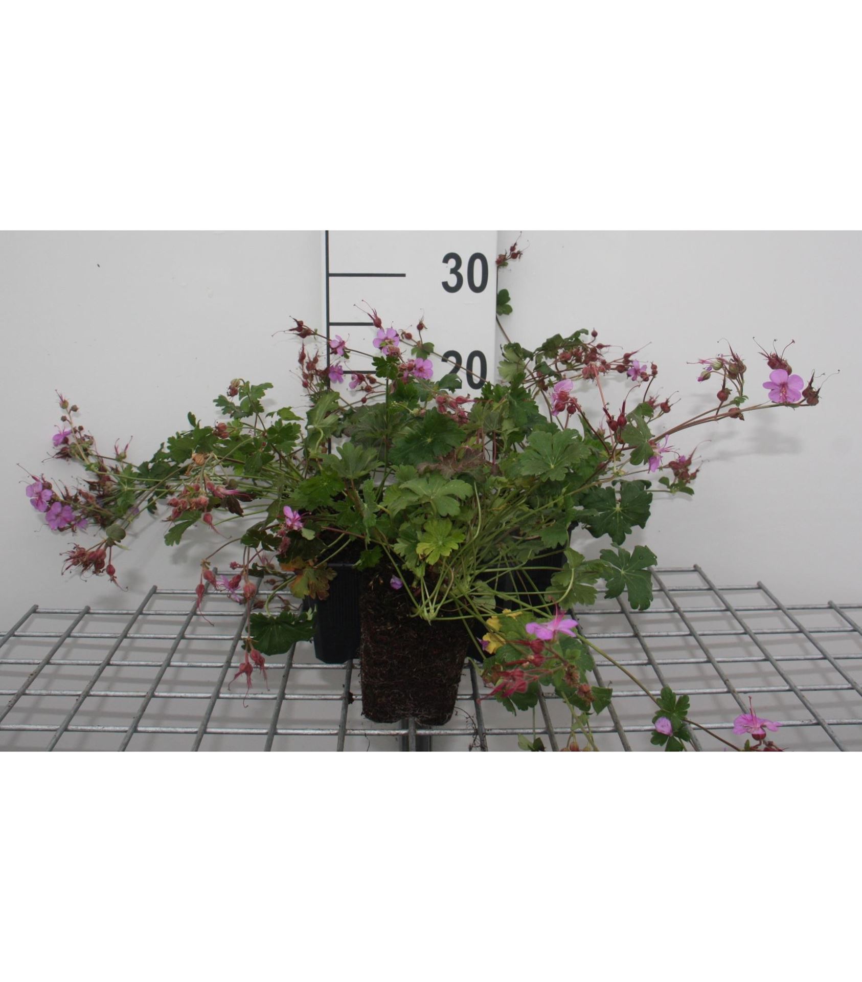 Geranium x cantabrigiense'Cambridge'- pot 9x9 cm - Ooievaarsbek afbeelding