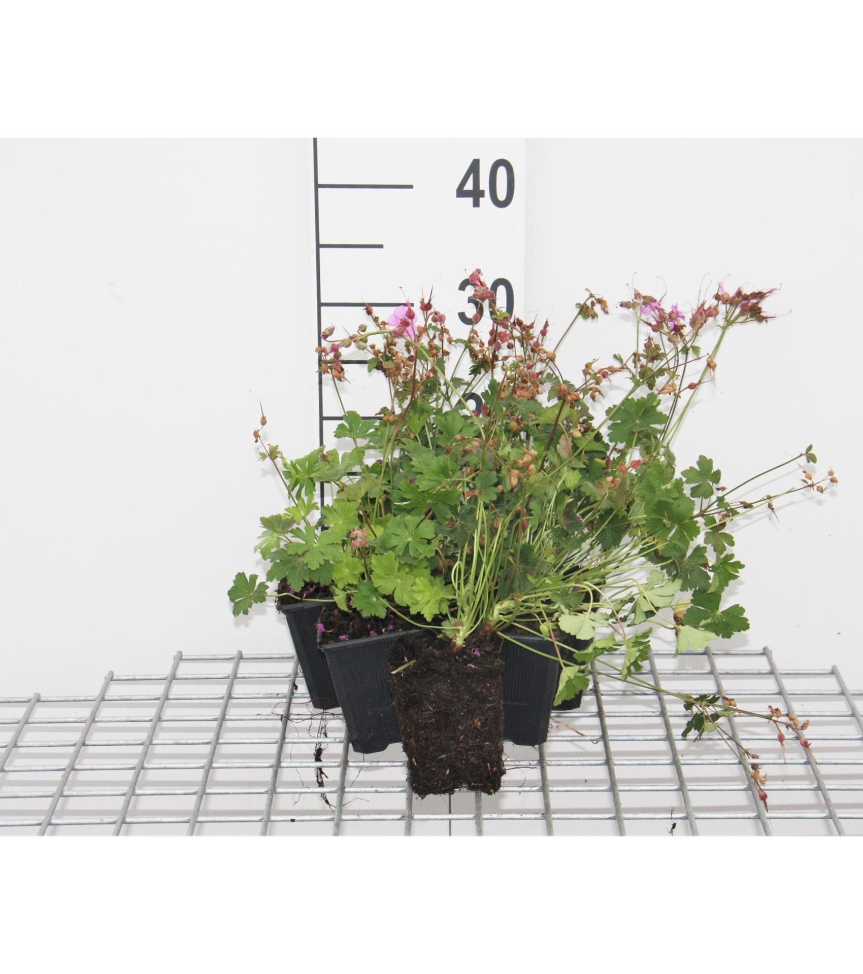 Geranium x cantabrigiense'Karmina'- pot 9x9 cm afbeelding