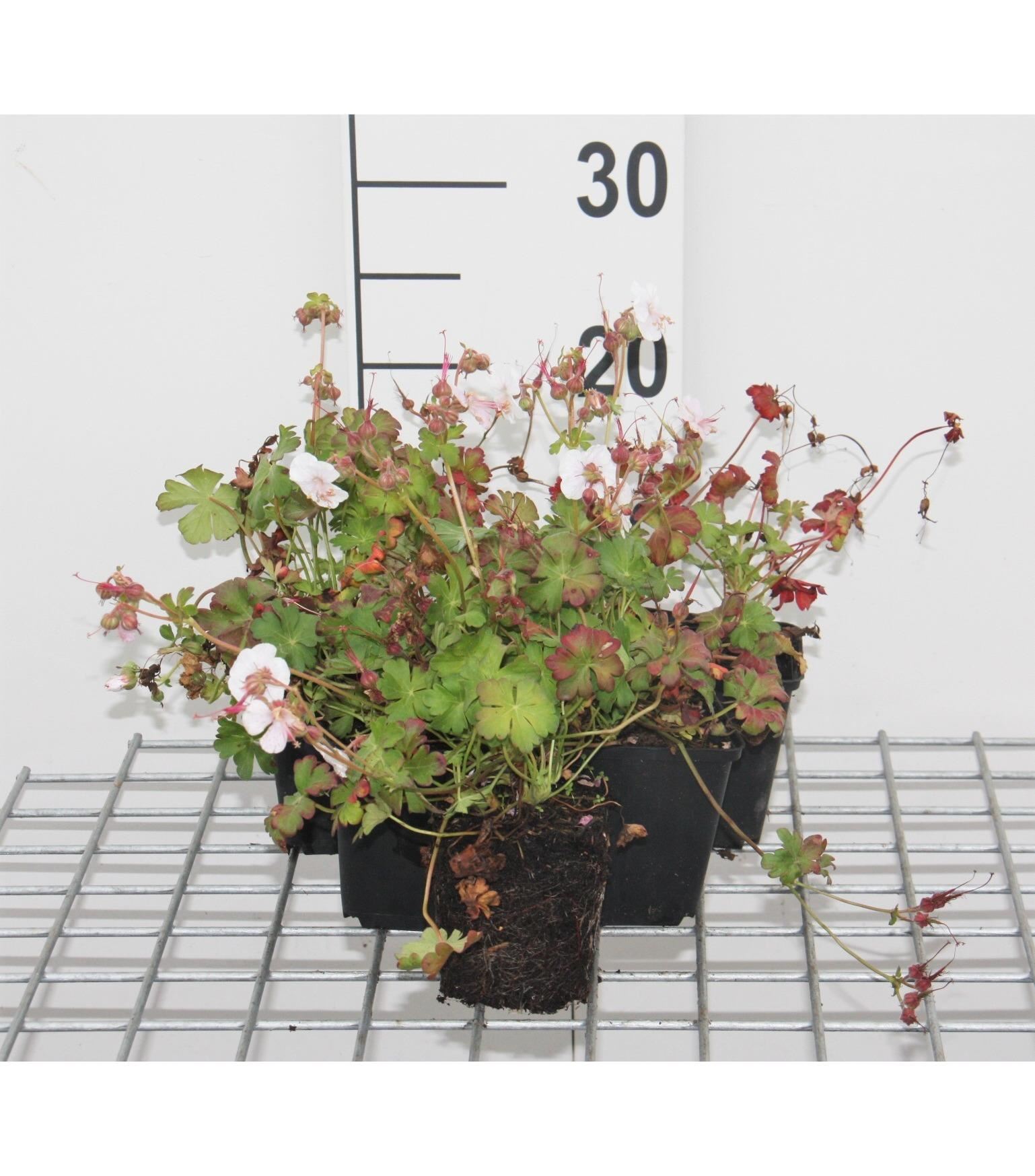 Geranium x cantabrigiense'St Ola'- pot 9x9 cm - Ooievaarsbek afbeelding