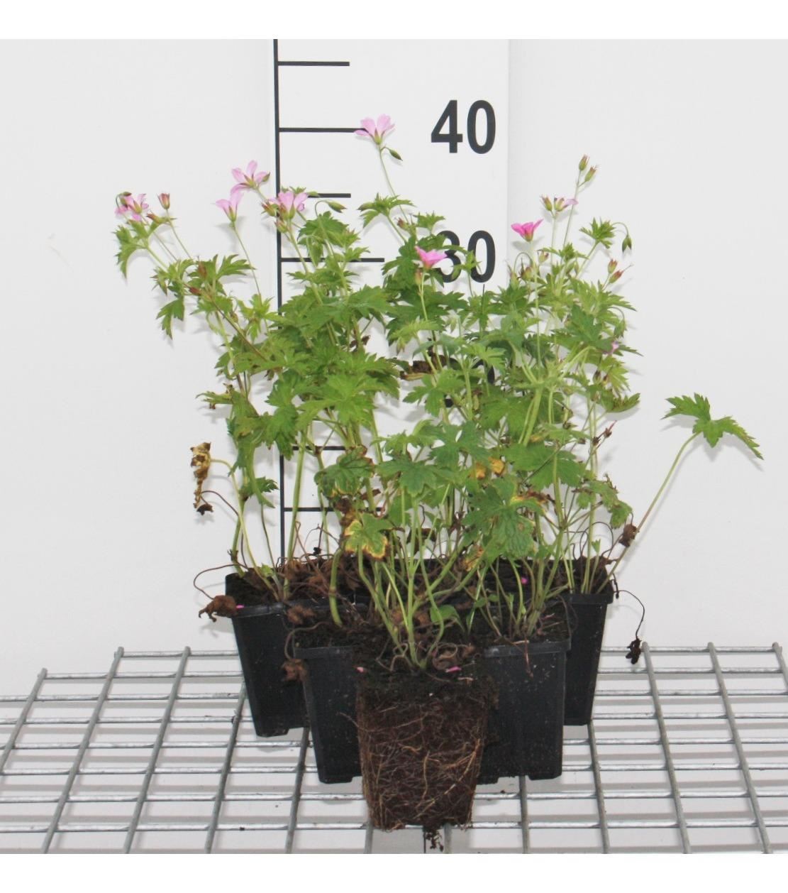 Geranium endressii - pot 9x9 cm - Roze ooievaarsbek afbeelding