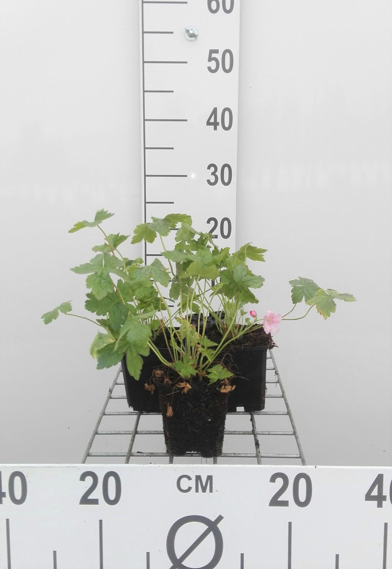 Geranium endressii'Wargrave Pink'- pot 9x9 cm - Ooievaarsbek afbeelding