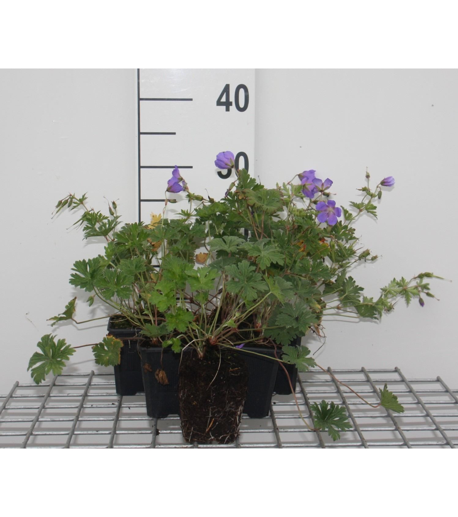 Geranium himalayense - pot 9x9 cm - Ooievaarsbek afbeelding