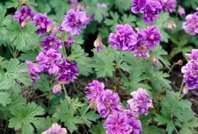 Geranium himalayense 'Plenum' - pot 9x9 cm