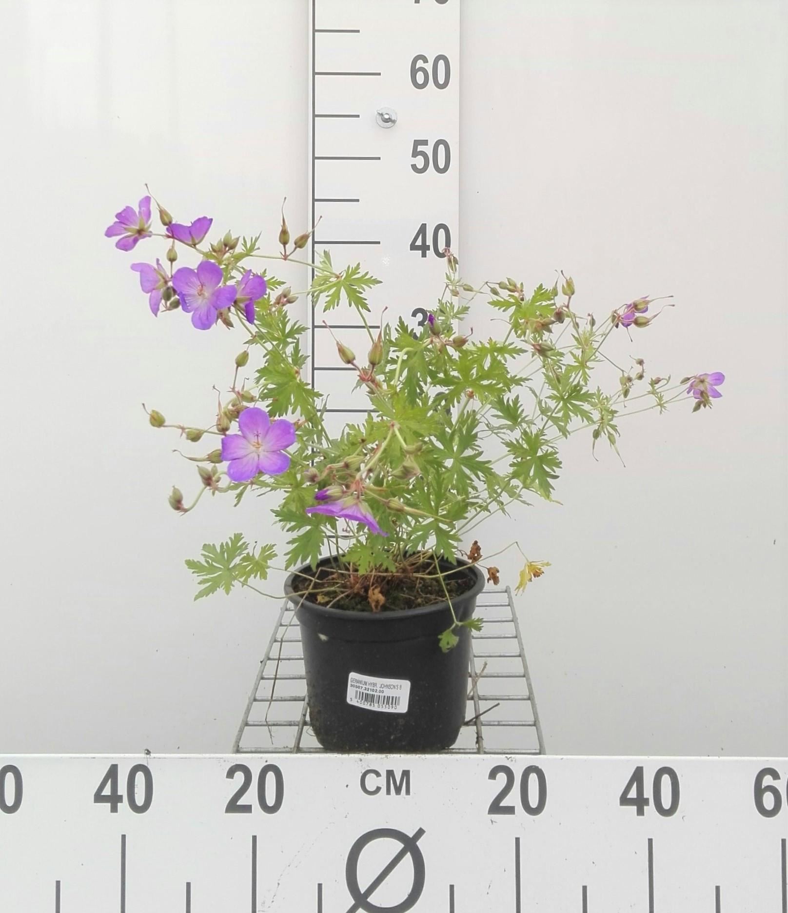Geranium'Johnson's Blue'- pot 2L afbeelding