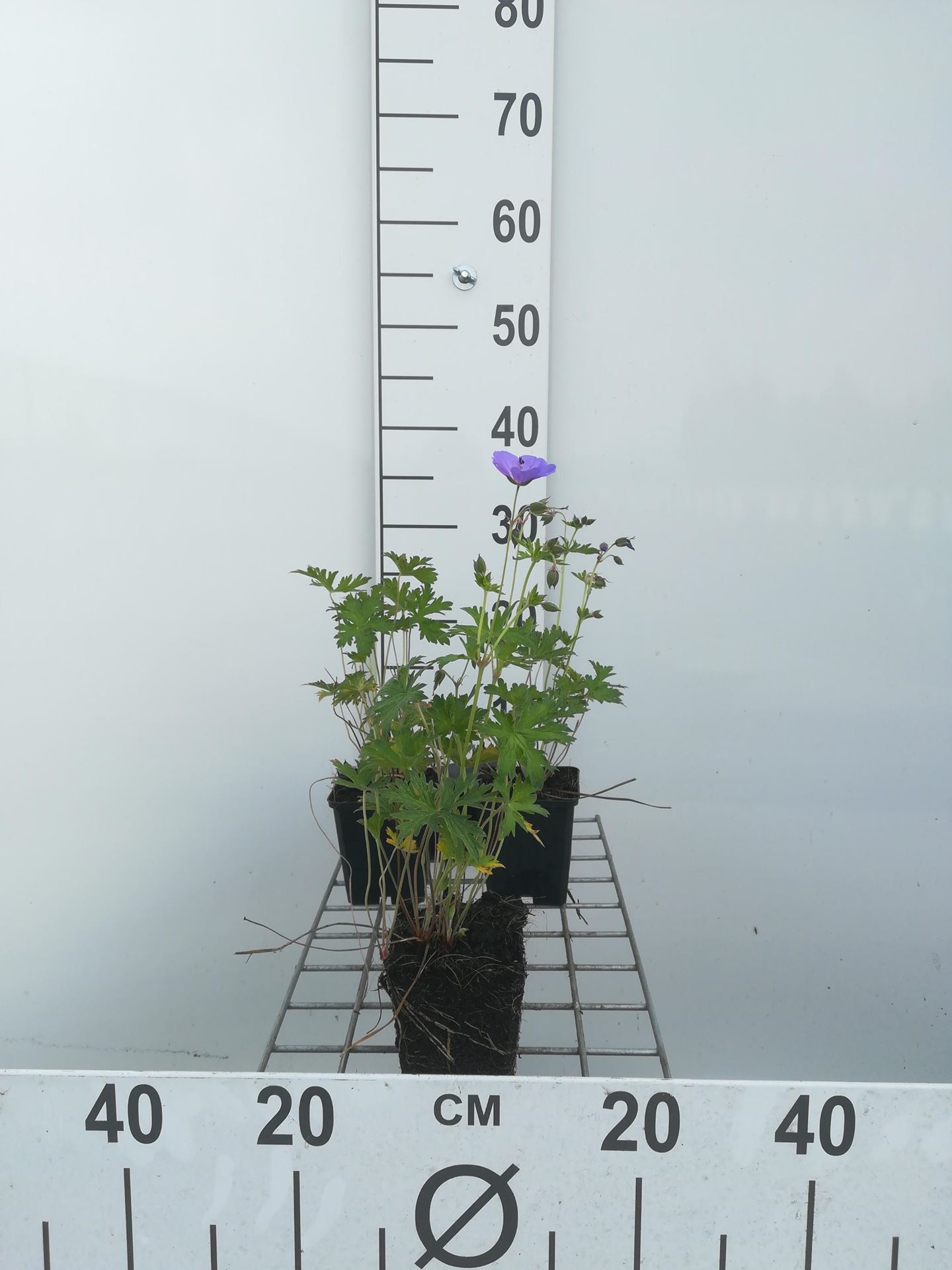 Geranium'Johnson's Blue'- pot 9x9 cm - afbeelding