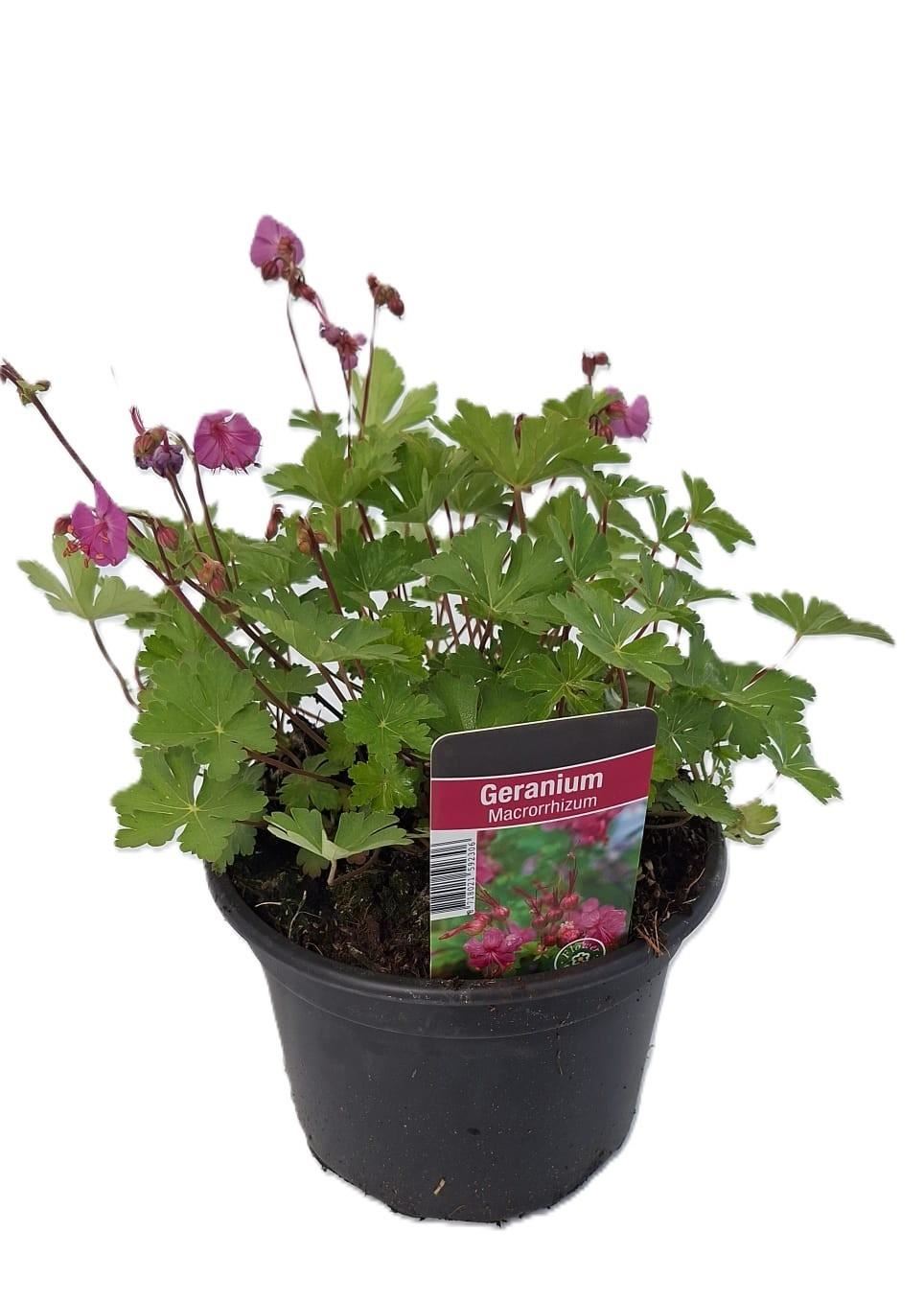 Geranium macrorrhizum - pot 2L