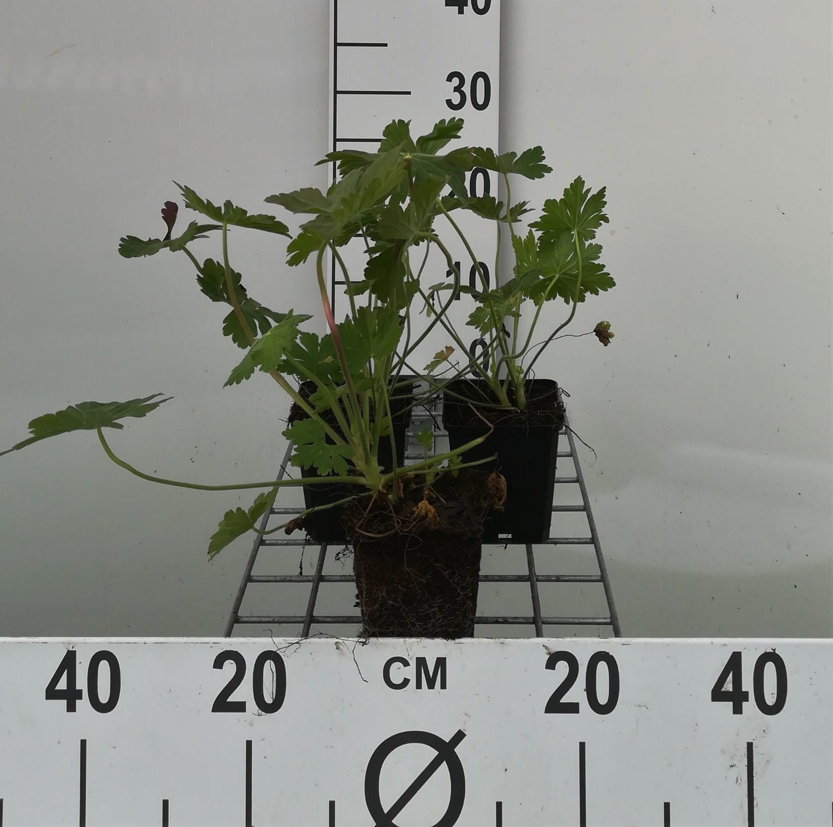 Geranium macrorrhizum - pot 9x9 cm - Rotsooievaarsbek afbeelding