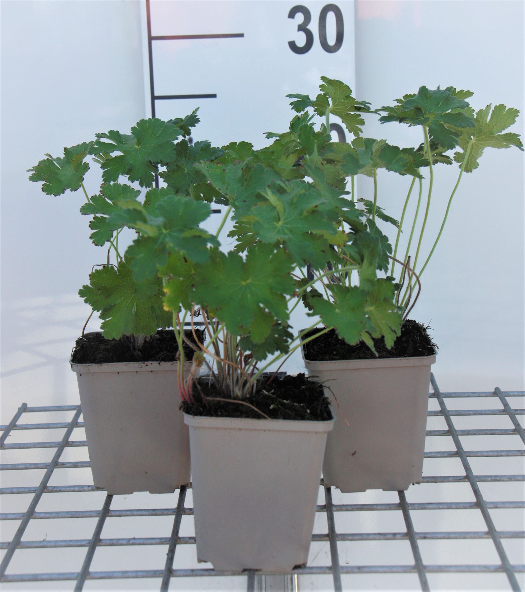 Geranium x magnificum - pot 9x9 cm afbeelding