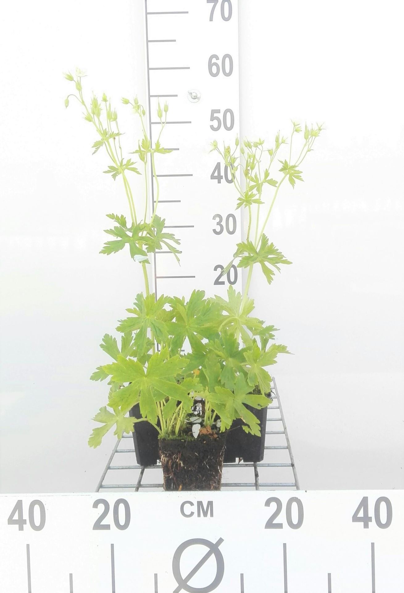 Geranium maculatum'Album'- pot 9x9 cm afbeelding