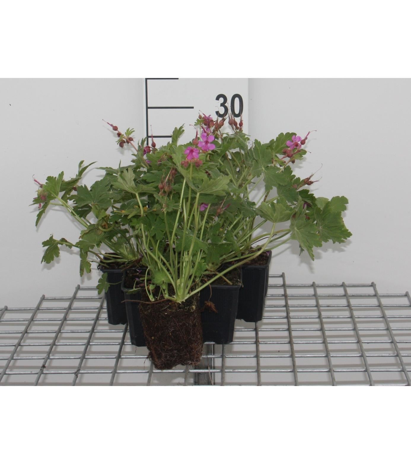 Geranium macrorrhizum'Bevan's Variety'- pot 9x9 cm - Ooievaarsbek afbeelding