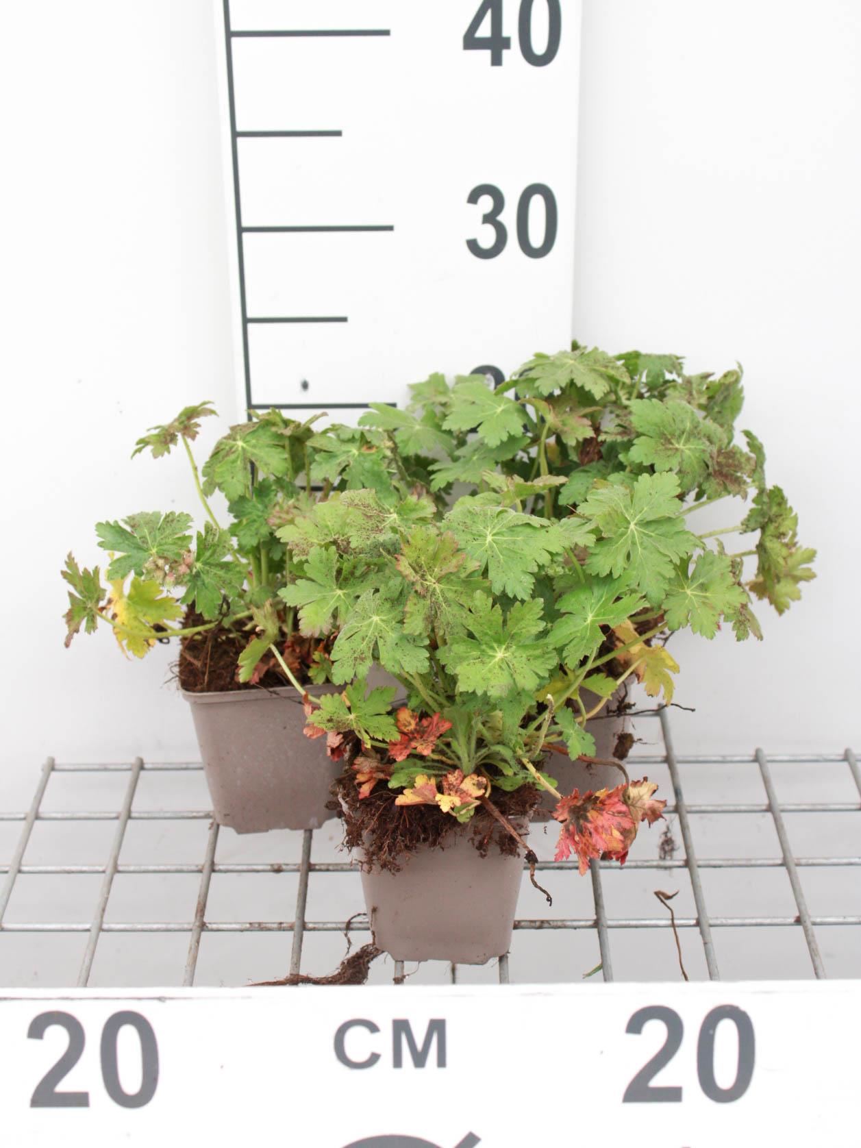 Geranium macrorrhizum'Czakor'- Ooievaarsbek - pot 9x9 cm afbeelding