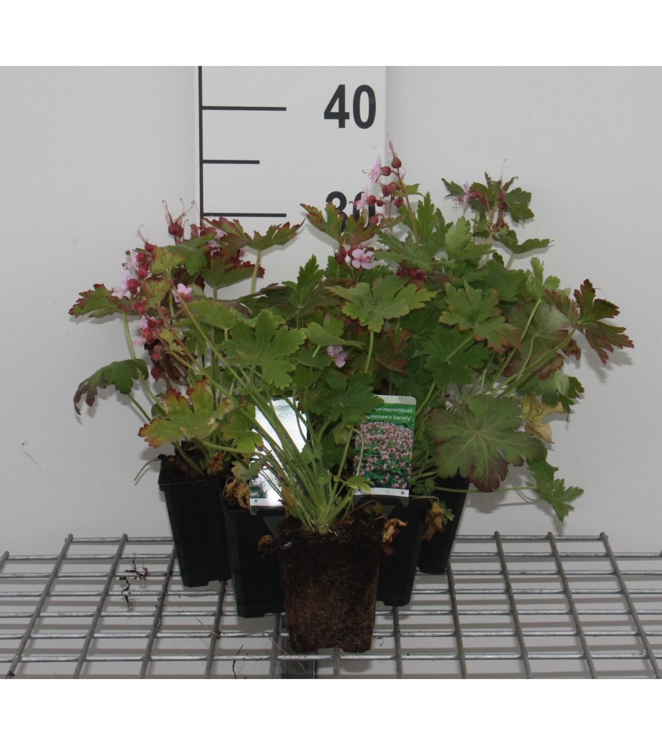 Geranium macrorrhizum'Ingwersen's Variety'- pot 9x9 cm - Ooievaarsbek afbeelding
