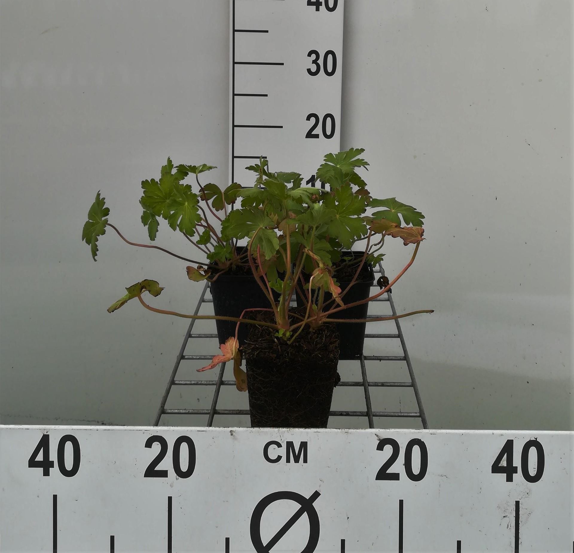 Geranium macrorrhizum'Spessart'- pot 9x9 cm - Ooievaarsbek afbeelding