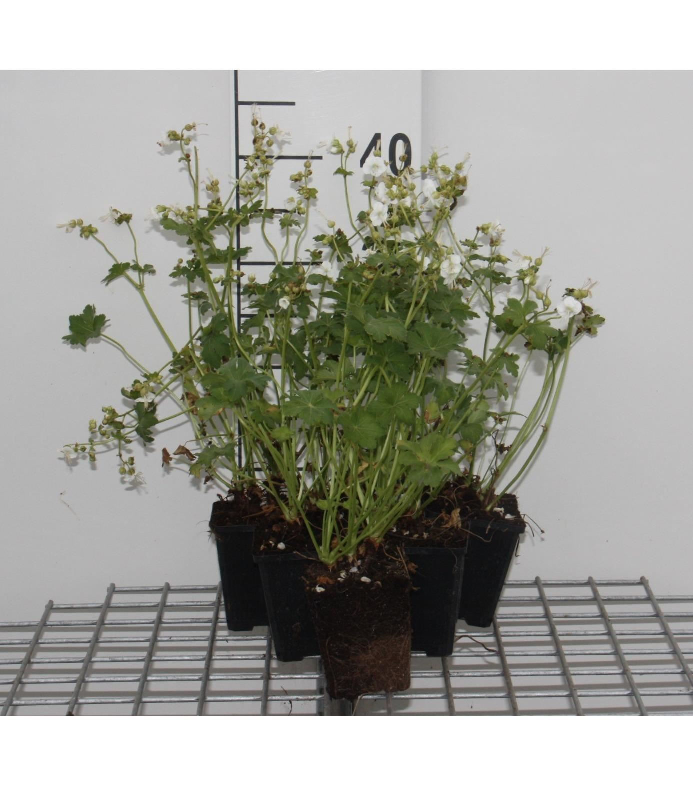 Geranium macrorrhizum'White Ness'- pot 9x9 cm - Ooievaarsbek afbeelding