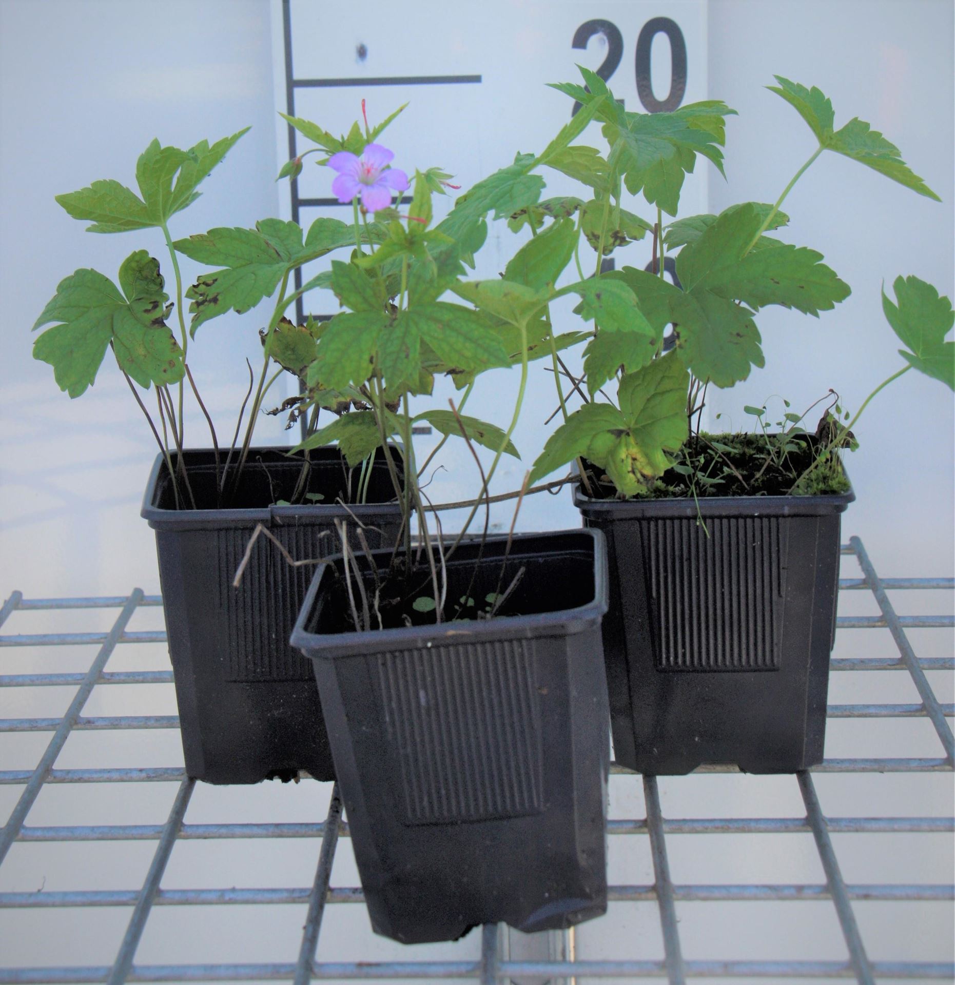 Geranium nodosum - pot 9x9 cm afbeelding
