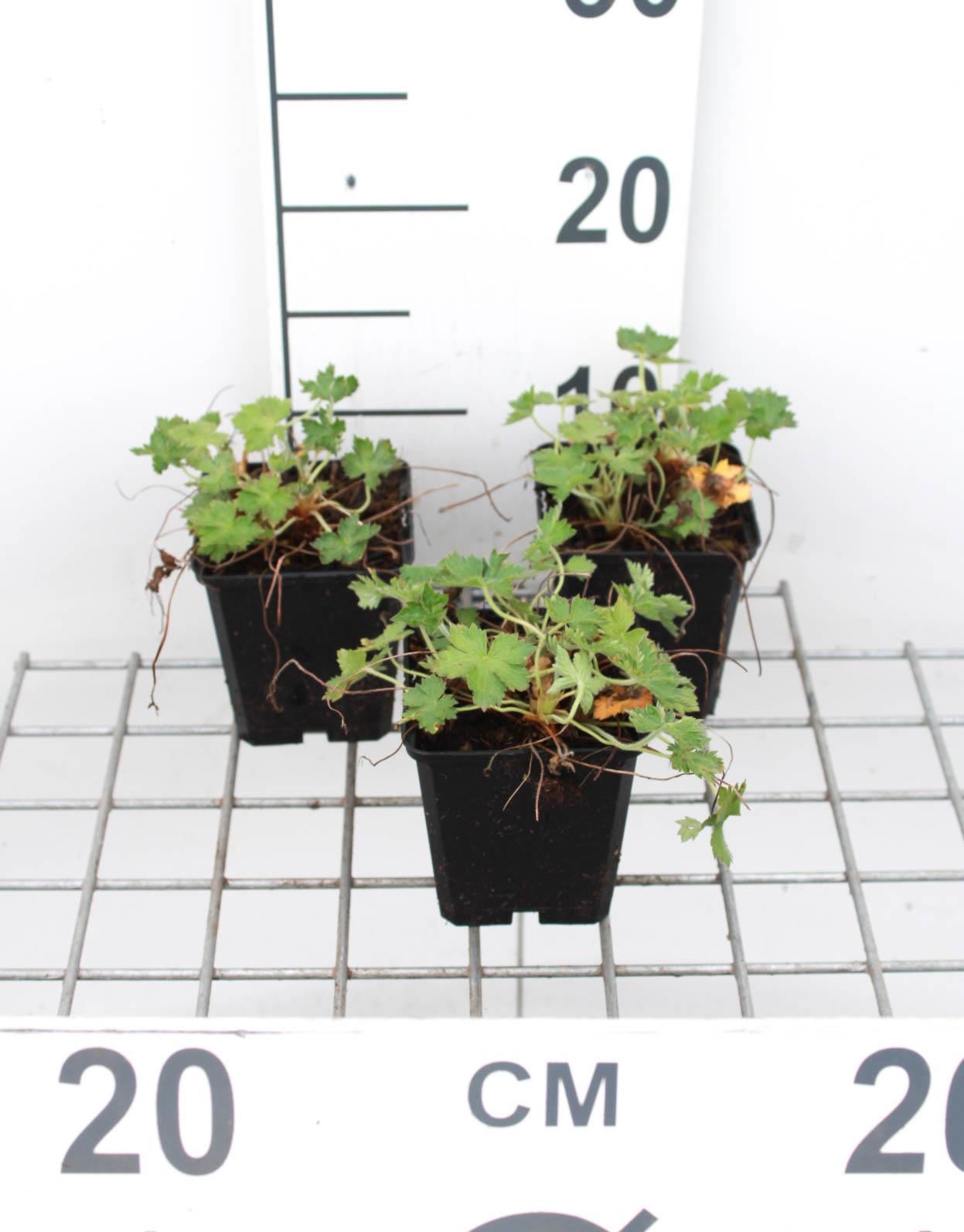 Geranium x oxonianum'Claridge Druce'- pot 9x9 cm afbeelding