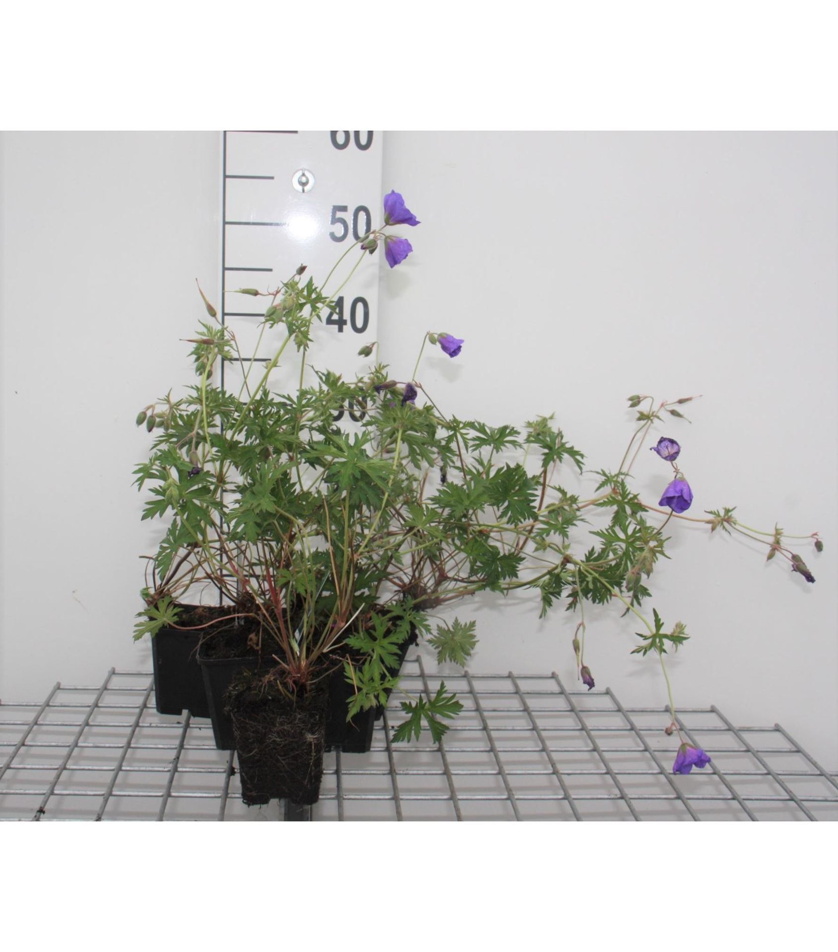 Geranium'Orion'- pot 9x9 cm afbeelding
