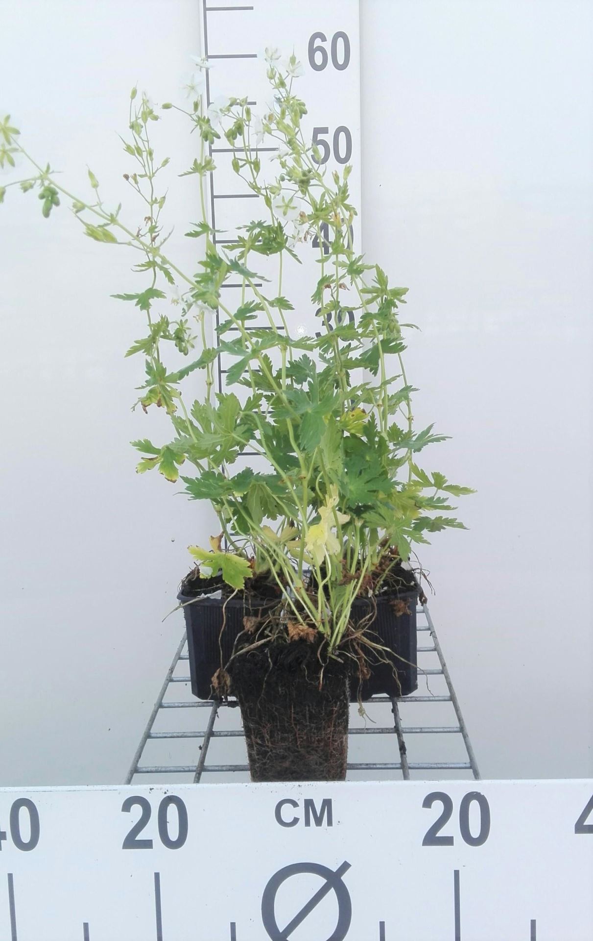 Geranium phaeum'Album'- pot 9x9 cm - Ooievaarsbek afbeelding