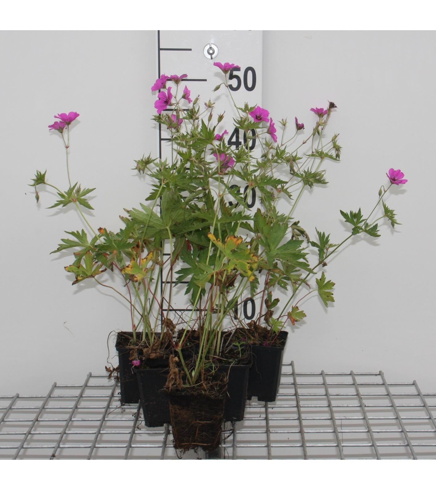 Geranium'Brempat'(Patricia) - pot 9x9 cm afbeelding