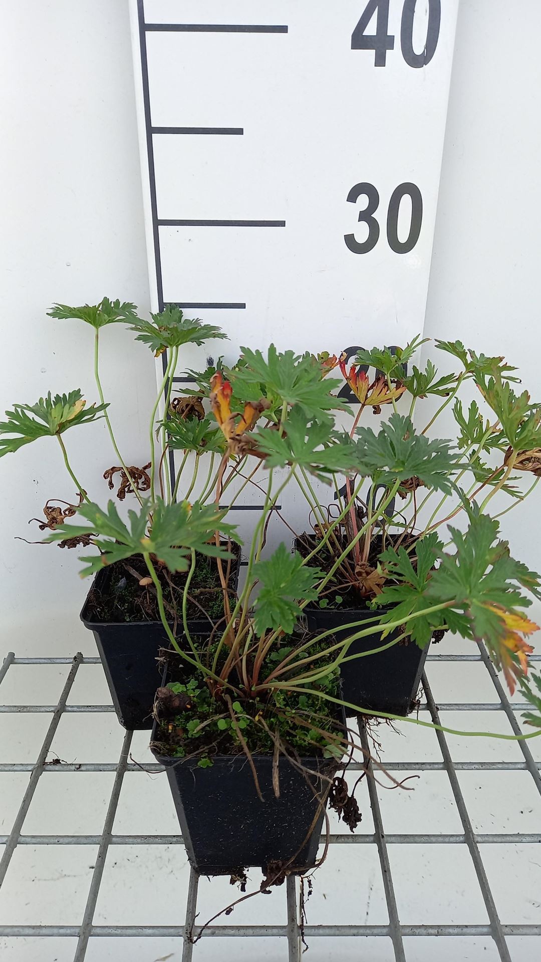 Geranium pratense 'Mrs Kendall Clark' - pot 9x9 cm
