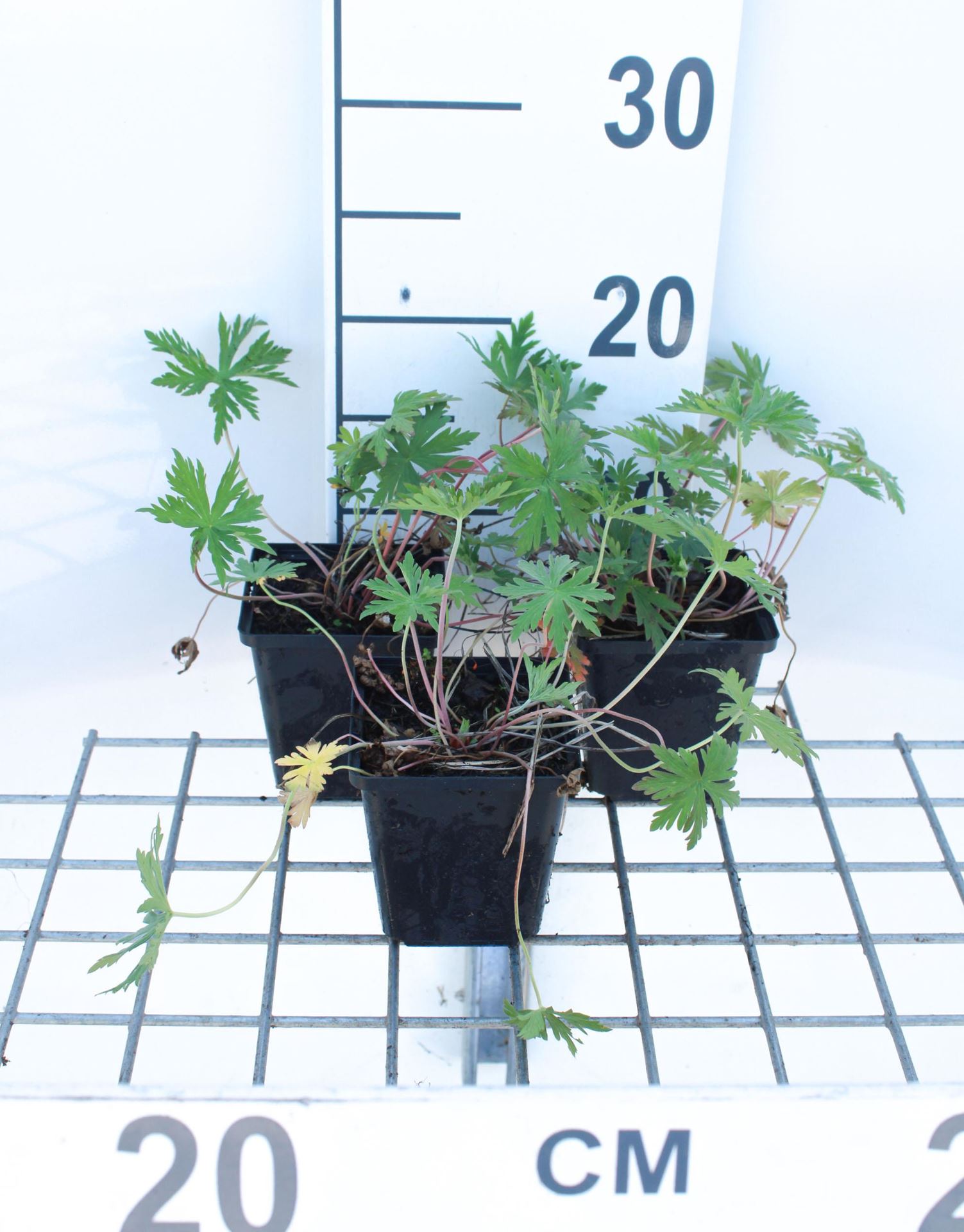 Geranium pratense - pot 9x9 cm -