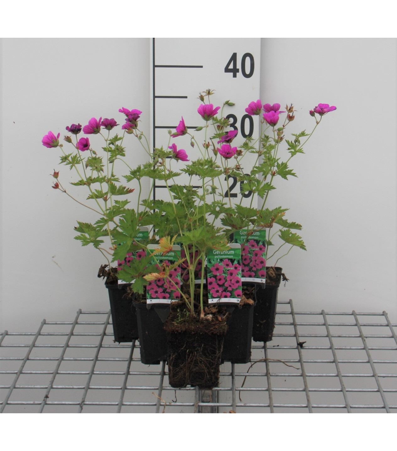 Geranium psilostemon - pot 9x9 cm