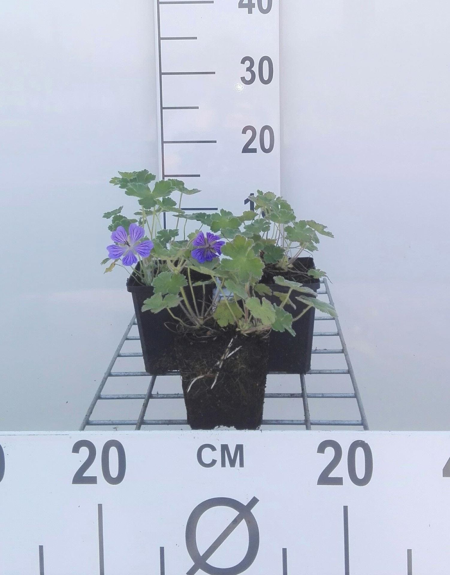 Geranium'Philippe Vapelle'- pot 9x9 cm afbeelding