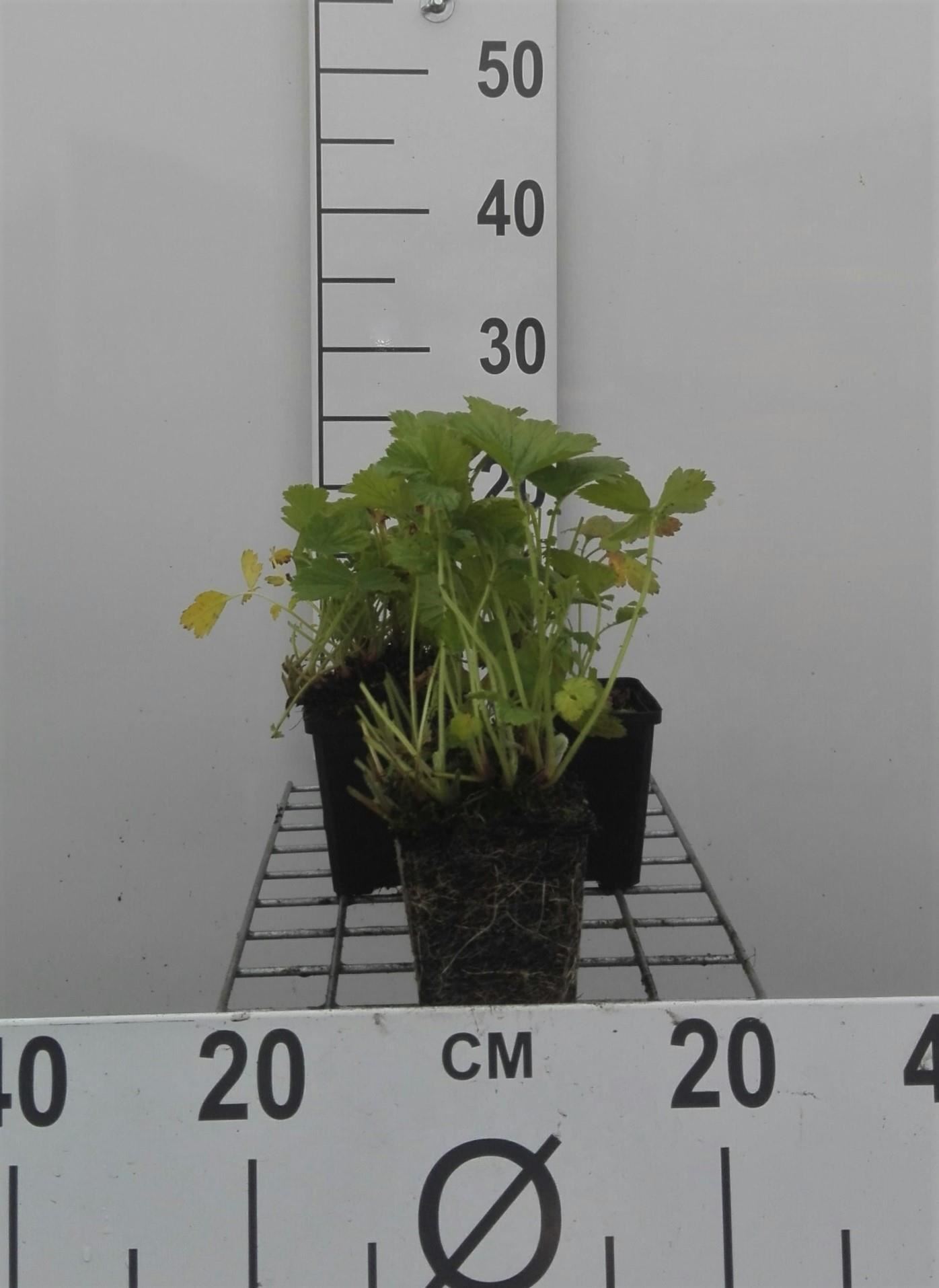 Geum rivale - pot 9x9 cm - Knikkend nagelkruid afbeelding
