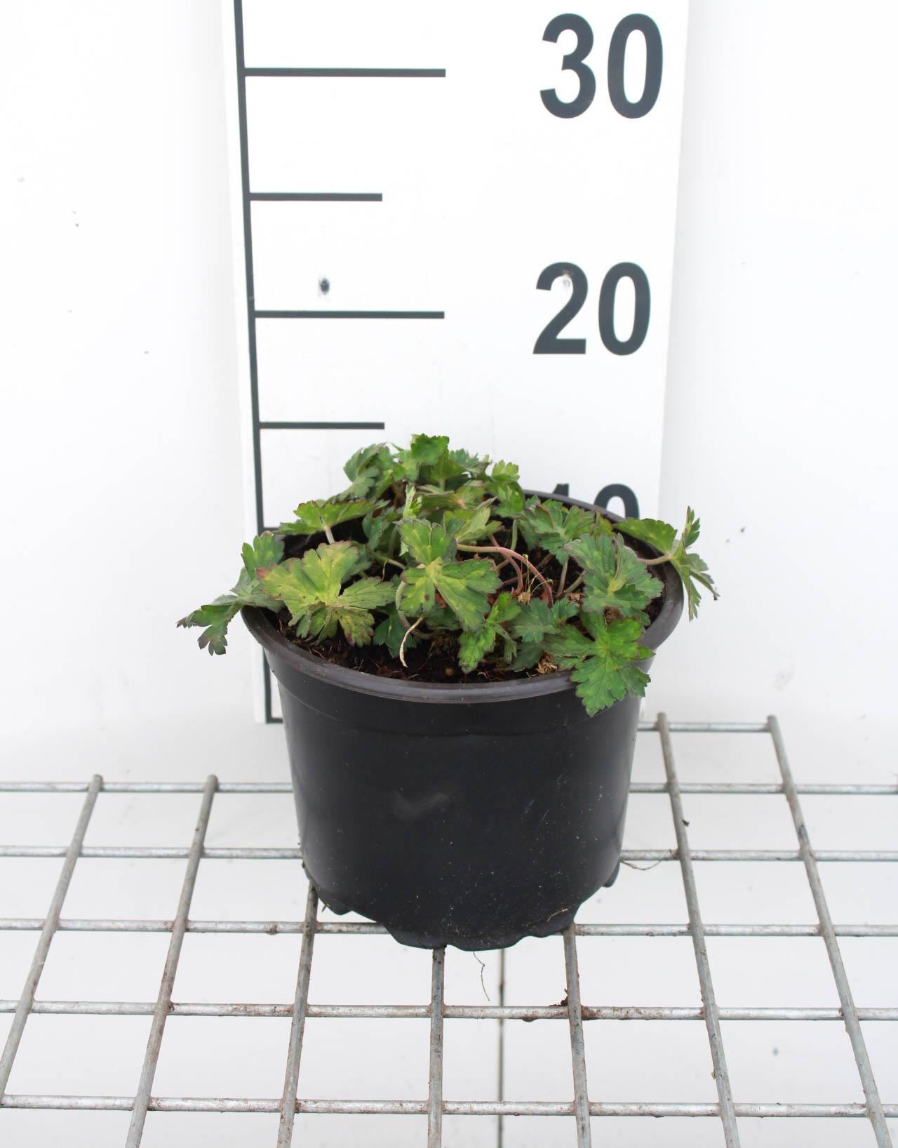 Geranium'Gerwat'(Rozanne) - pot 2L afbeelding