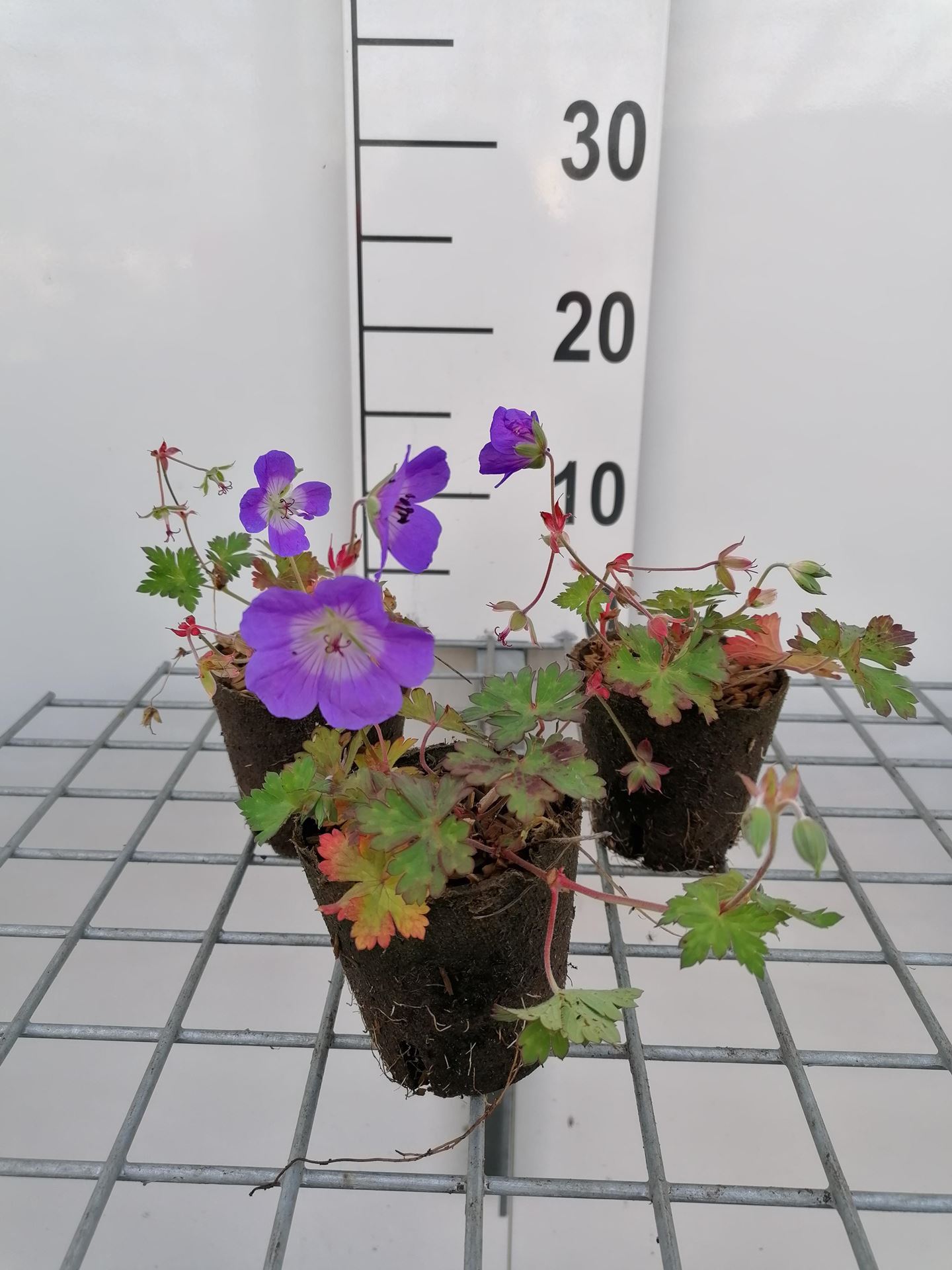 Geranium'Gerwat'(Rozanne) - biopot diameter 8 cm afbeelding