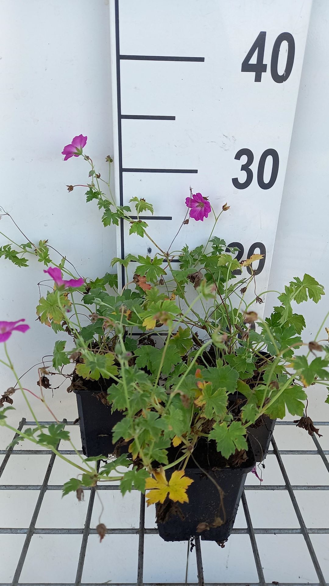 Geranium x riversleaianum'Russell Prichard'- pot 9x9 cm afbeelding