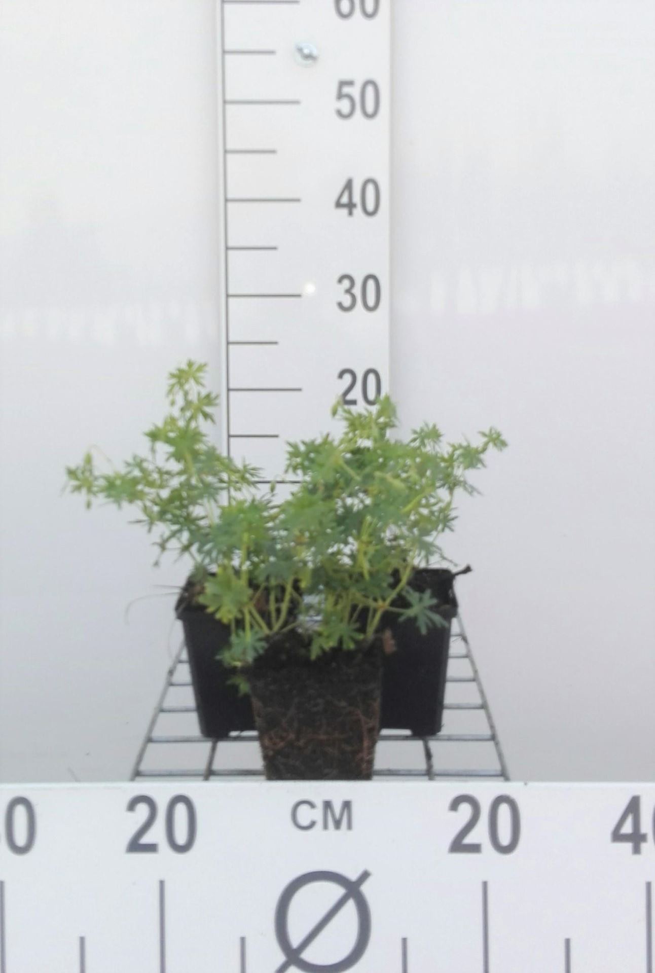 Geranium sanguineum'Album'- Ooievaarsbek - pot 9x9 cm - Ooievaarsbek afbeelding