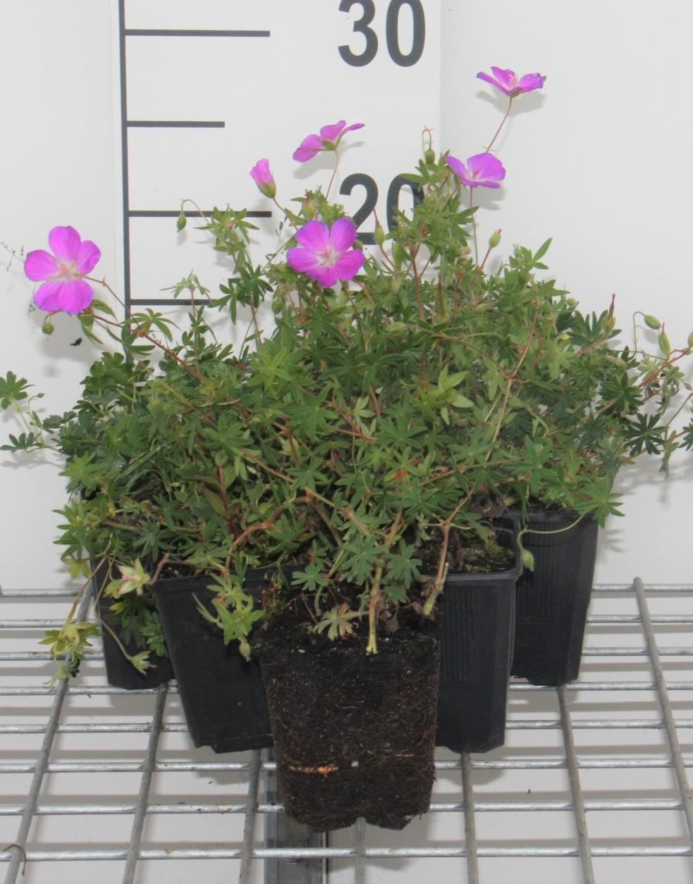 Geranium sanguineum - pot 9x9 cm - Bloedooievaarsbek / Bloedrode ooievaarsbek afbeelding