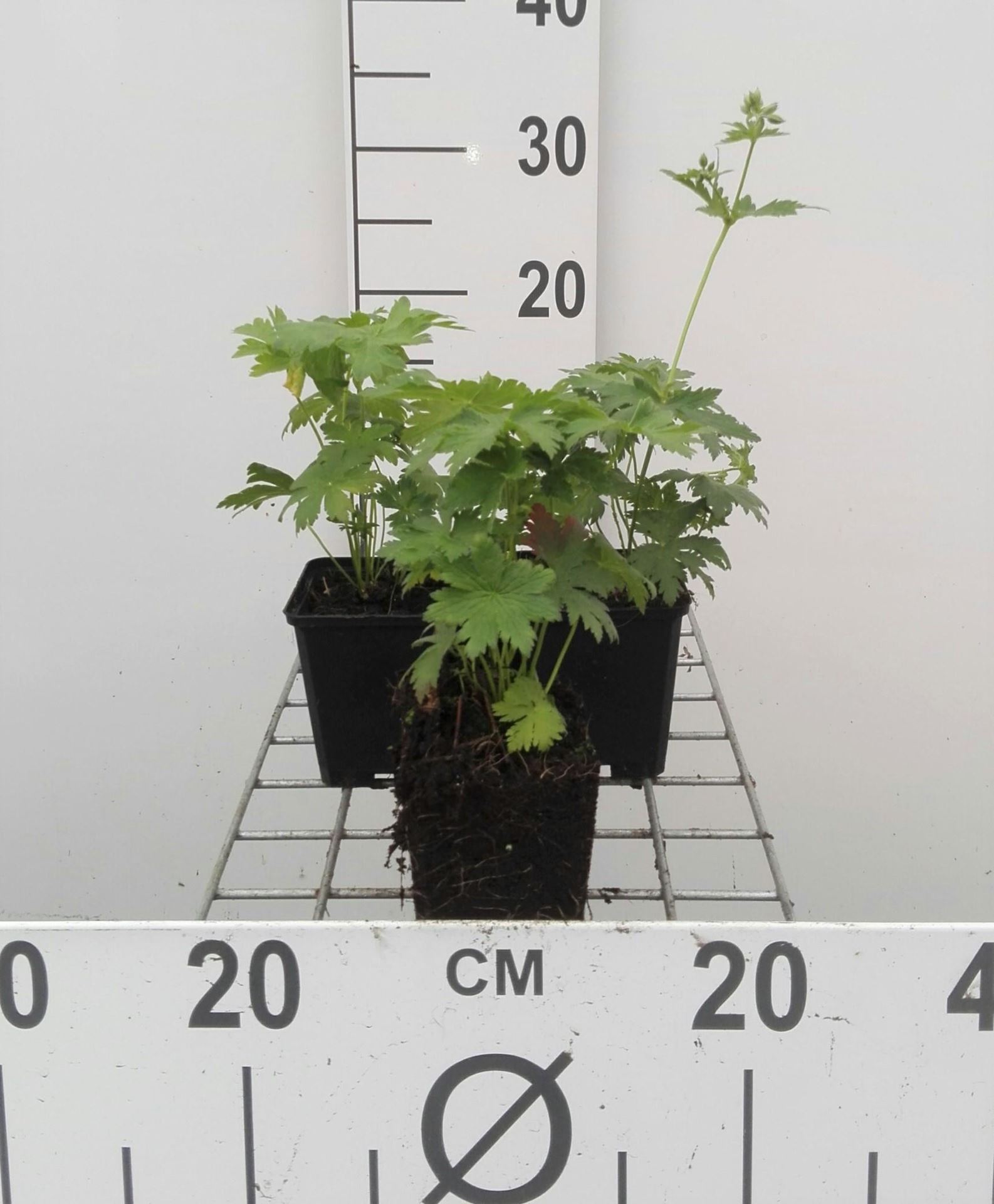 Geranium sylvaticum 'Mayflower' - pot 9x9 cm