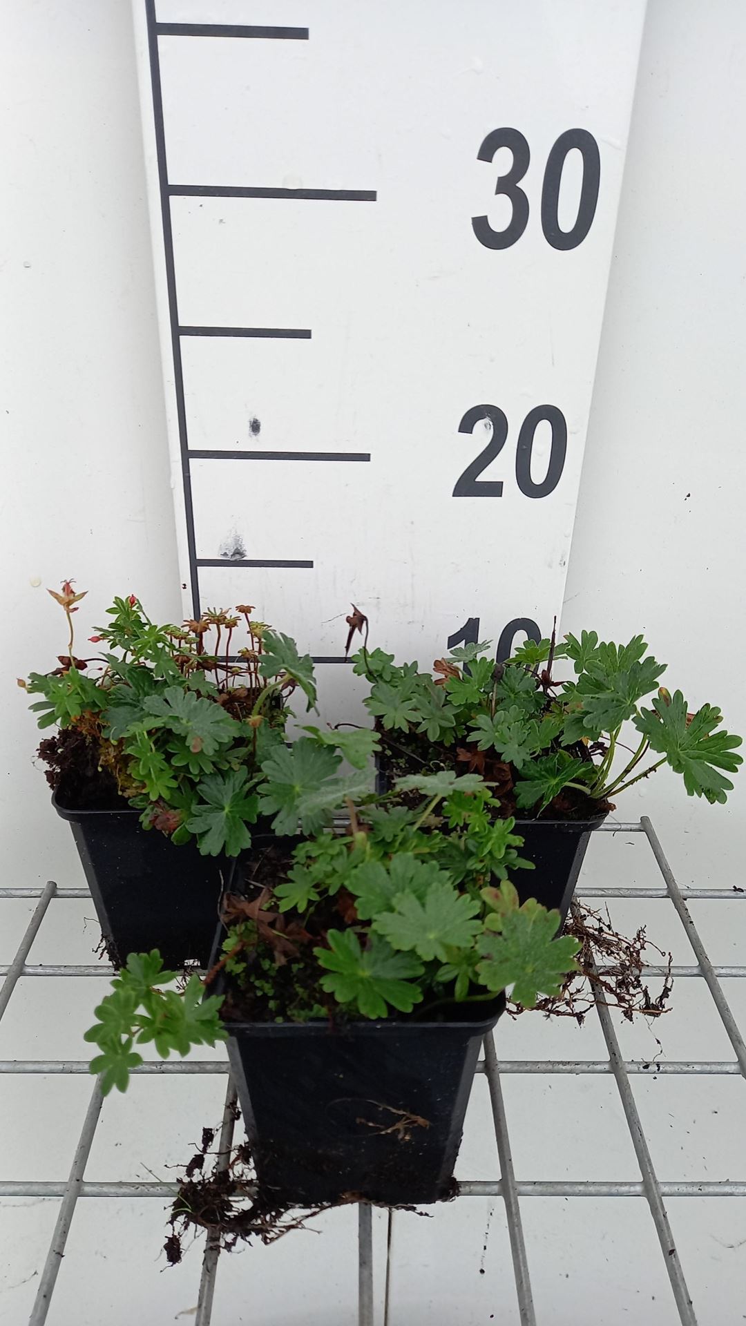 Geranium sanguineum'Max Frei'- pot 9x9 cm afbeelding