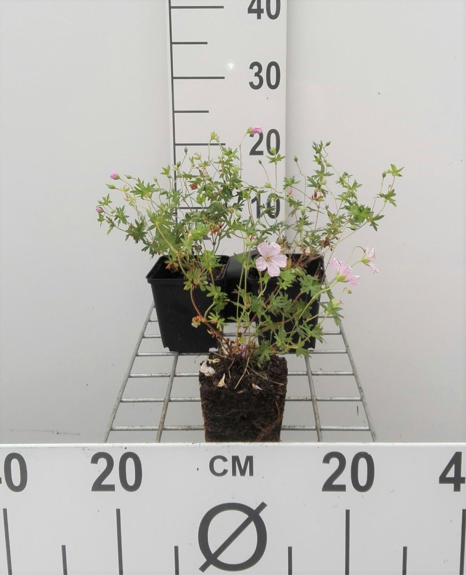 Geranium sanguineum var. striatum - pot 9x9 cm - Ooievaarsbek afbeelding
