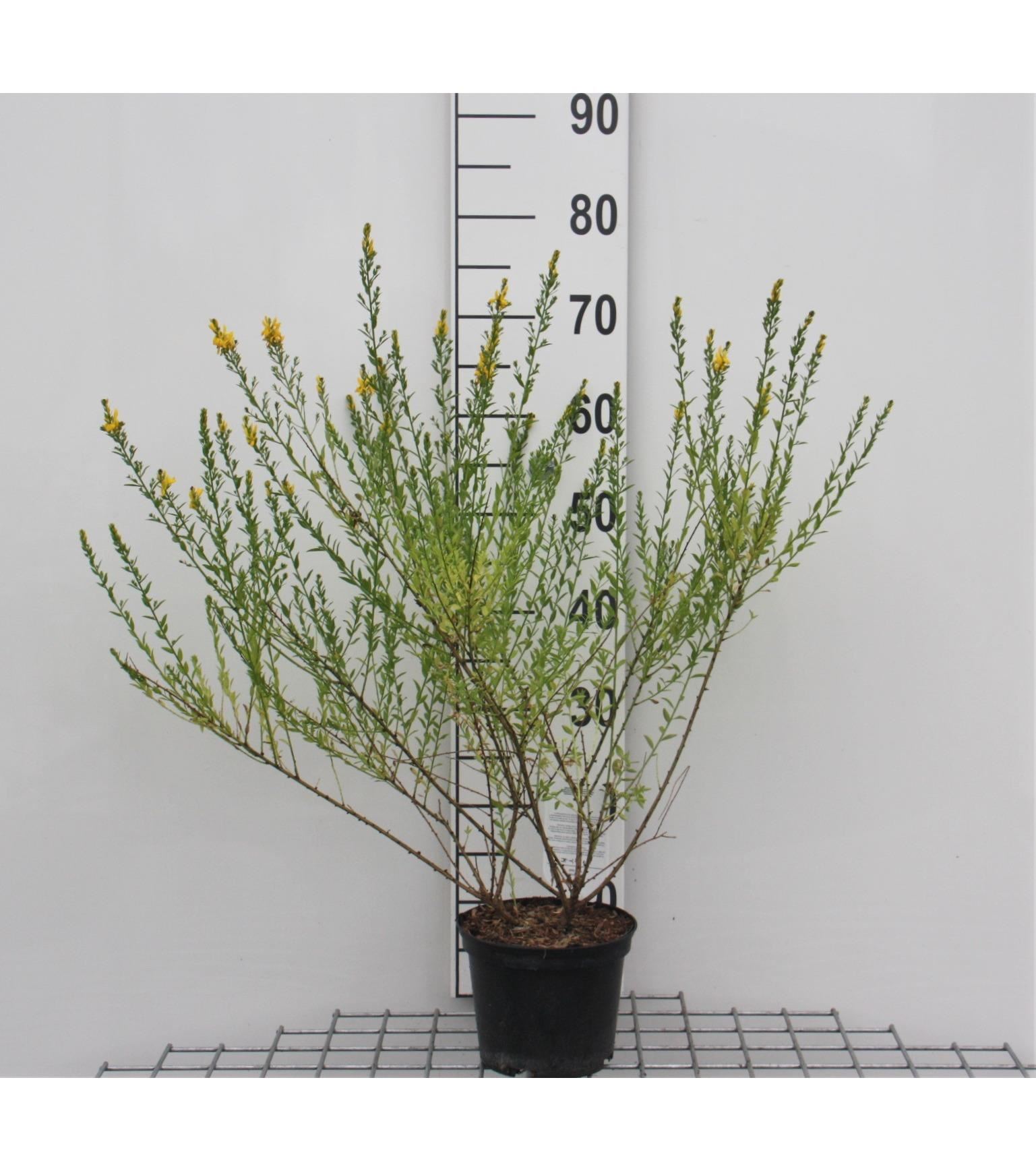 Genista tinctoria 'Royal Gold' - pot - 30-40 cm -