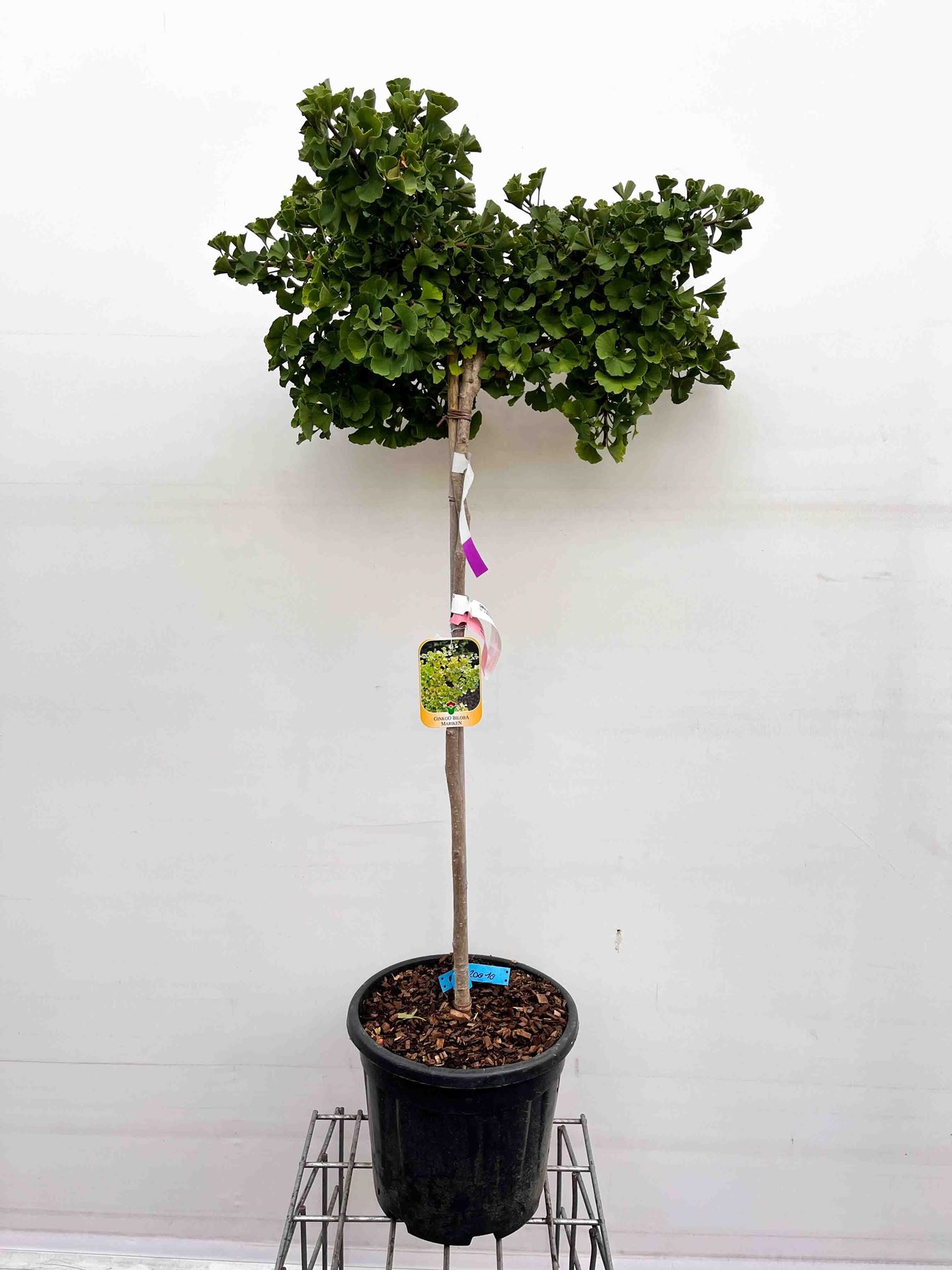 Ginkgo biloba'Mariken'- pot 18L - halfstam boom afbeelding