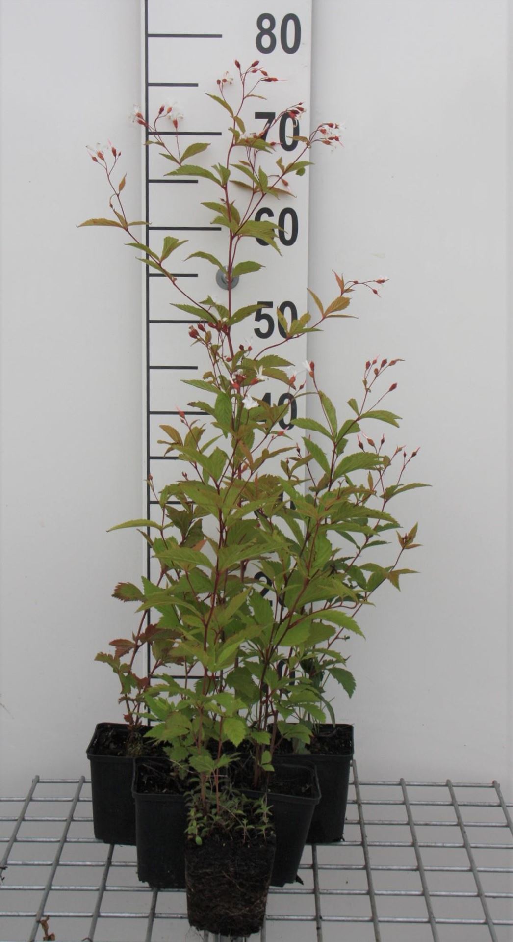 Gillenia trifoliata - pot 9x9 cm - Driebladige braakwortelspirea afbeelding