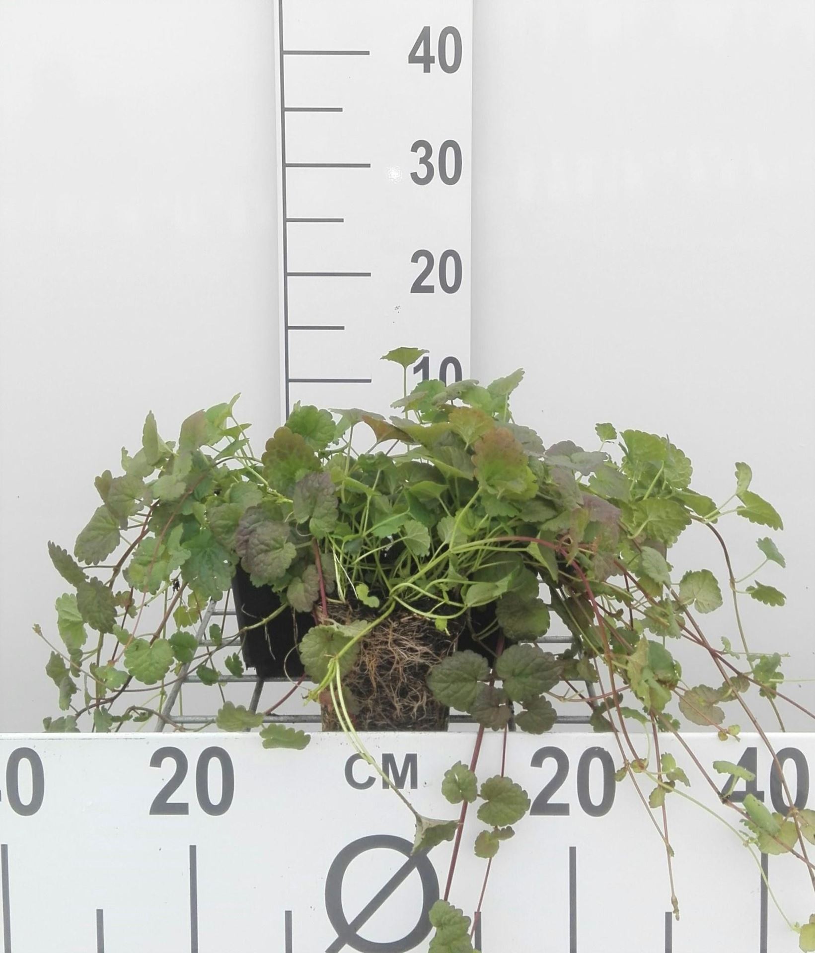 Glechoma hederacea - pot 9x9 cm - Hondsdraf afbeelding