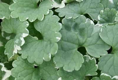 Glechoma hederacea'Variegata'- pot 9x9 cm afbeelding