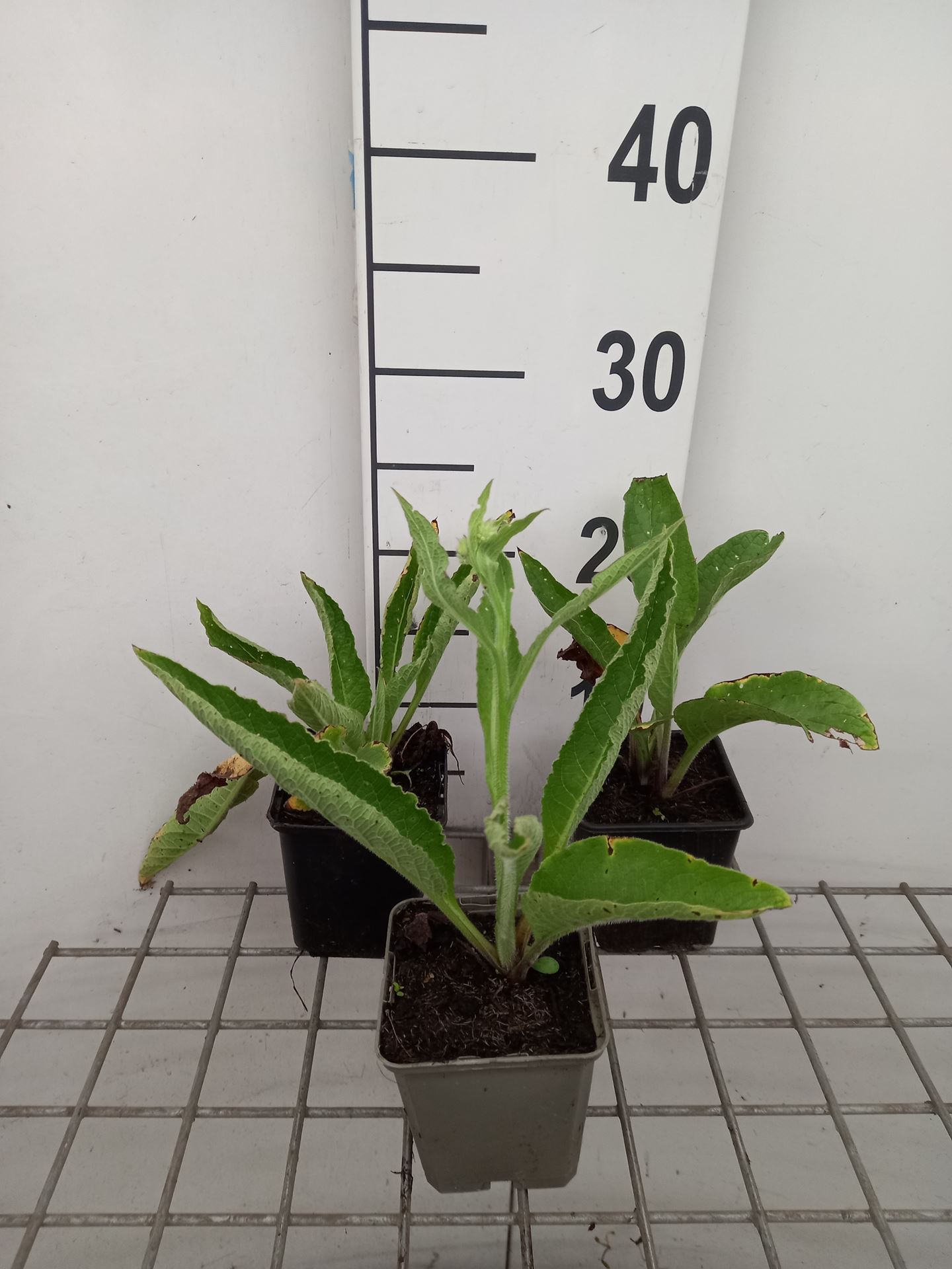 Glyceria maxima'Variegata'- pot 9x9 cm - afbeelding