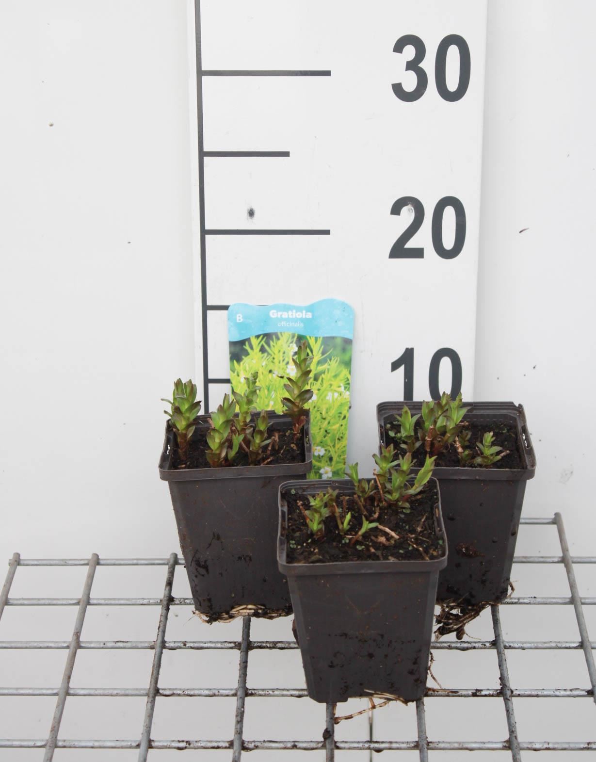 Gratiola officinalis - pot 9x9 cm afbeelding