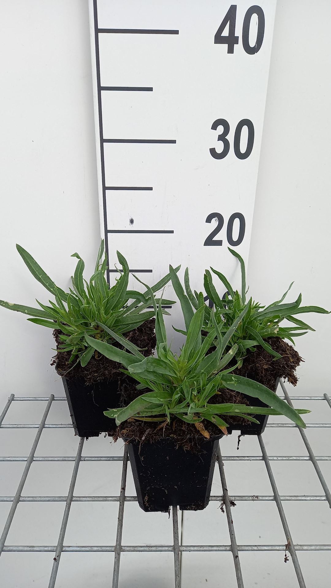 Gypsophila paniculata'Bristol Fairy'- pot 9x9 cm afbeelding